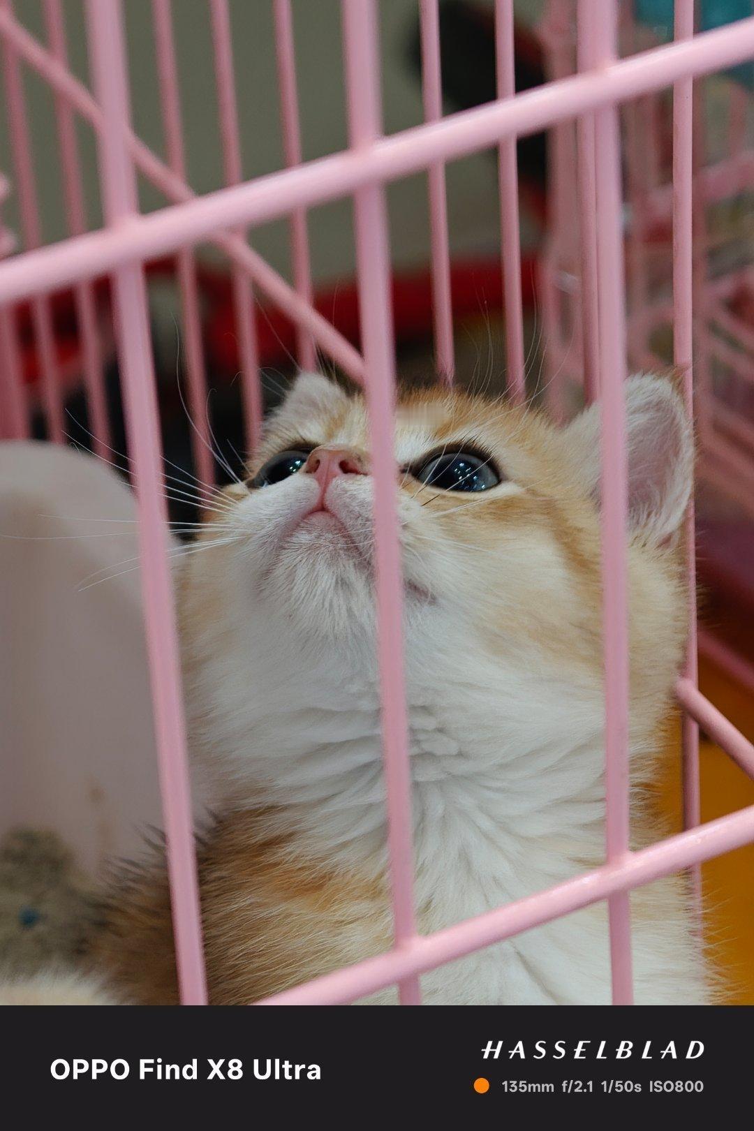 可爱😊！这种领养宠物的模式，有没有什么坑？ ​​​