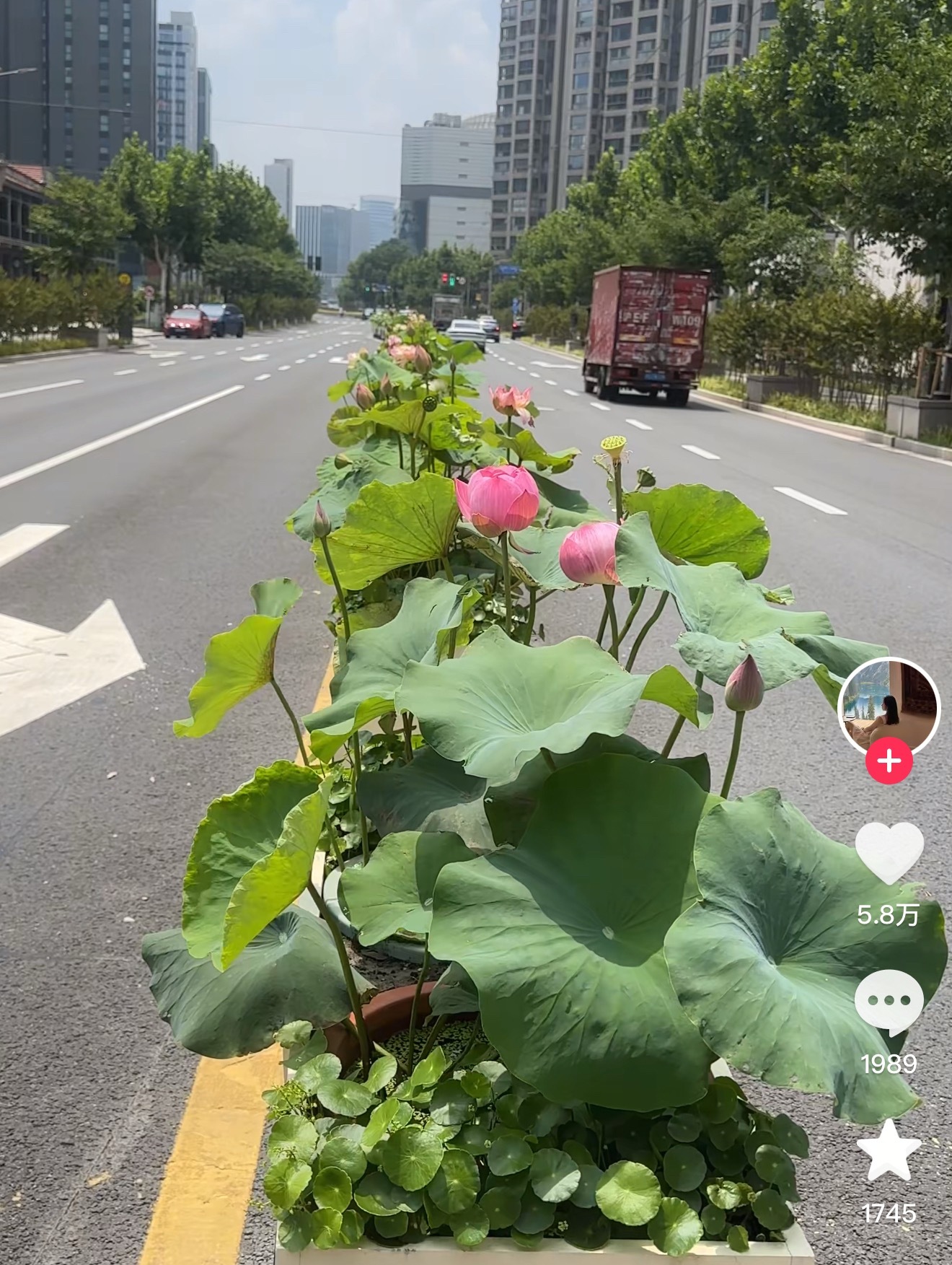 这是哪个城市？都把荷花种到绿化带了？我担心堵车的时候，我那不争气的爪子会从车窗伸