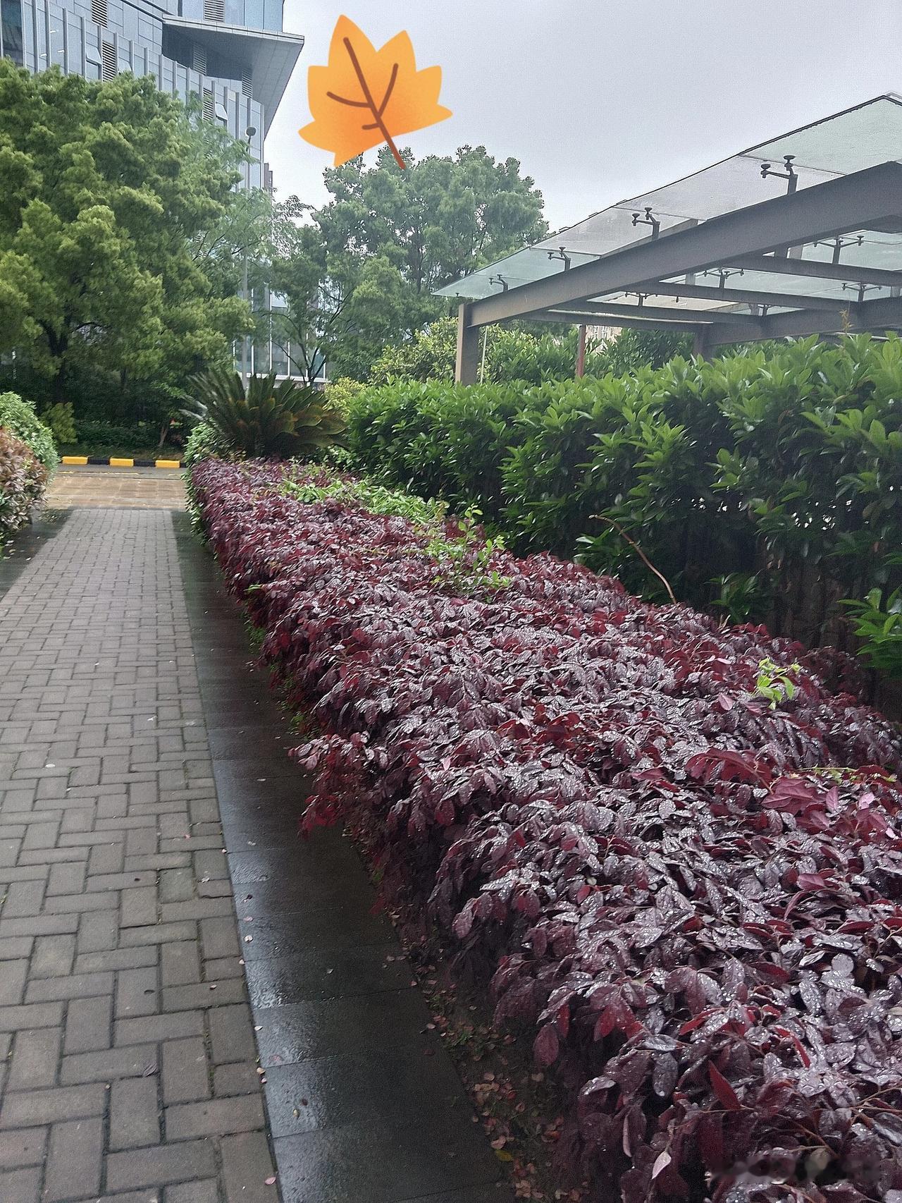 今天这雨下得缠缠绵绵，出门上班的时候，整条路安静得离谱，连平时扎堆赶路的行人都没