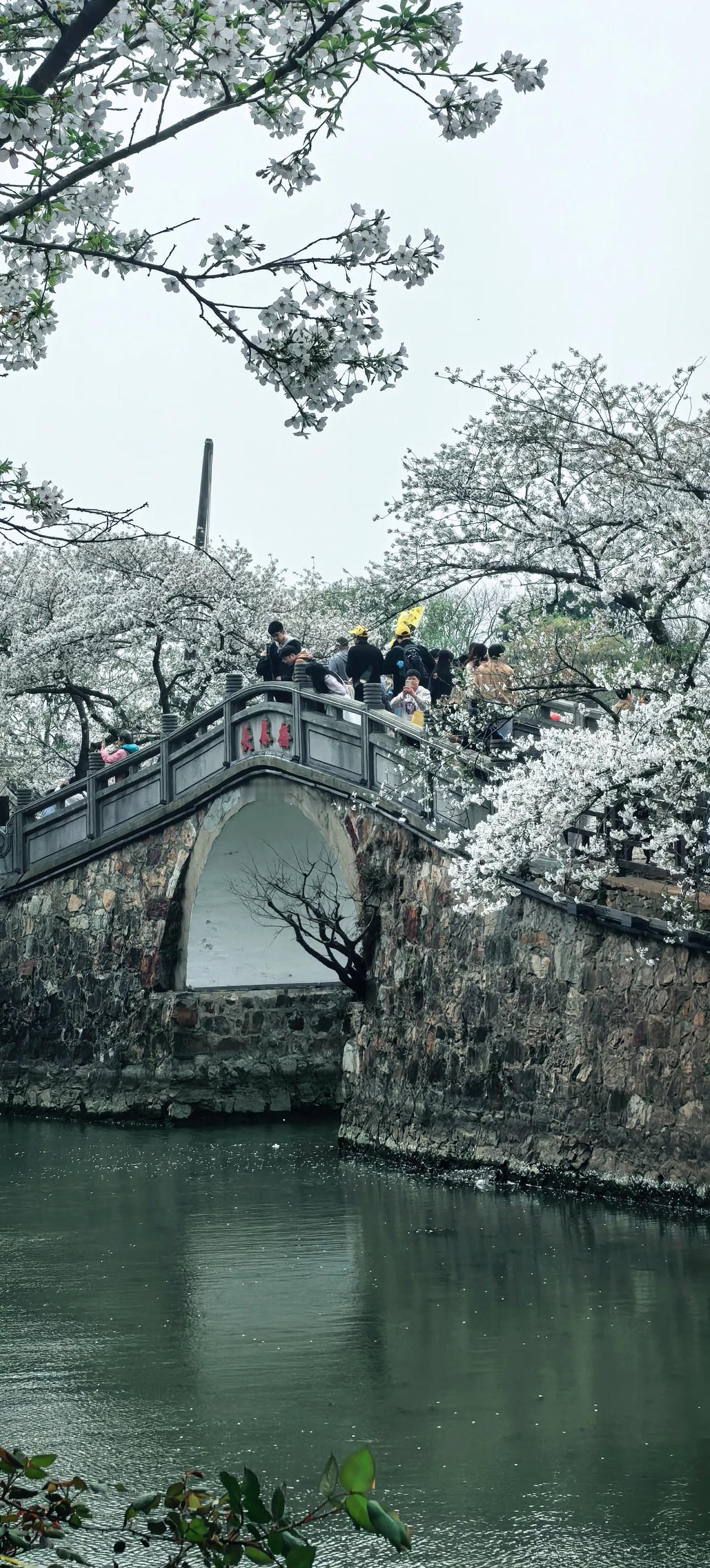 赏樱王牌景点长春桥