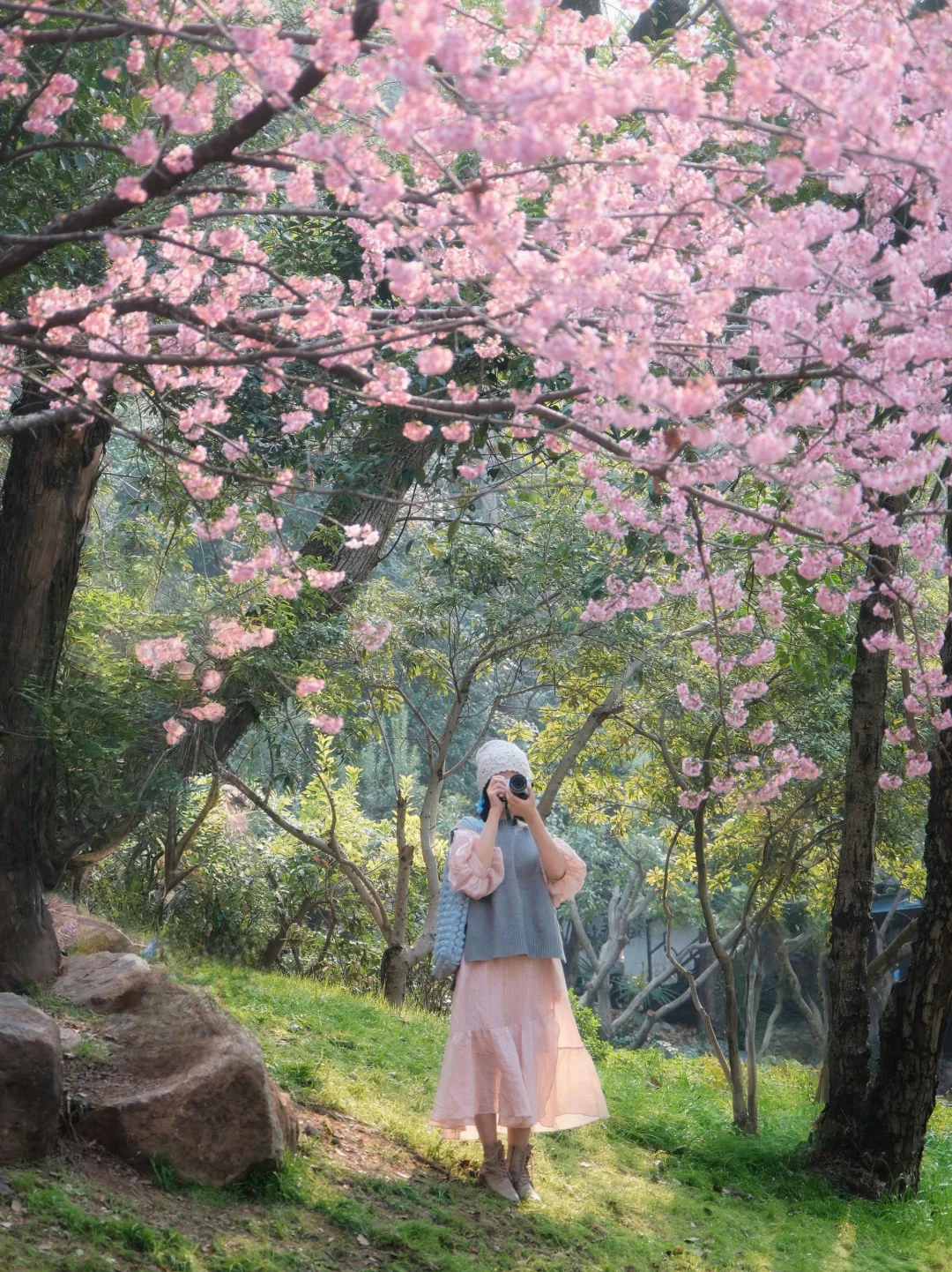 武大樱花开了🌸武大早樱的神即将降临❗️