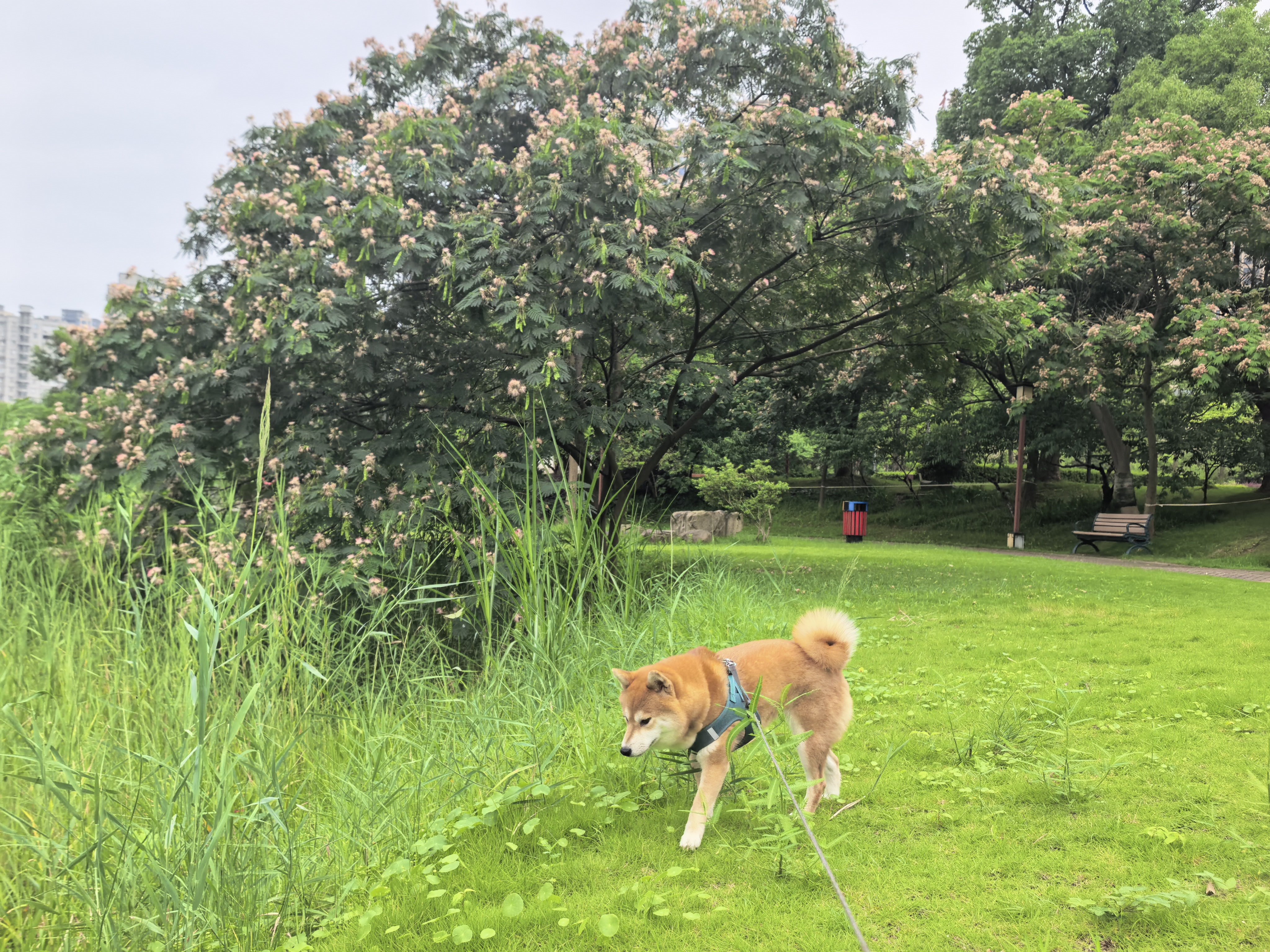 停雨，抓紧时间，步行5公里。合欢花还没被风吹雨打去，草地上长满了白色的小伞菌。 
