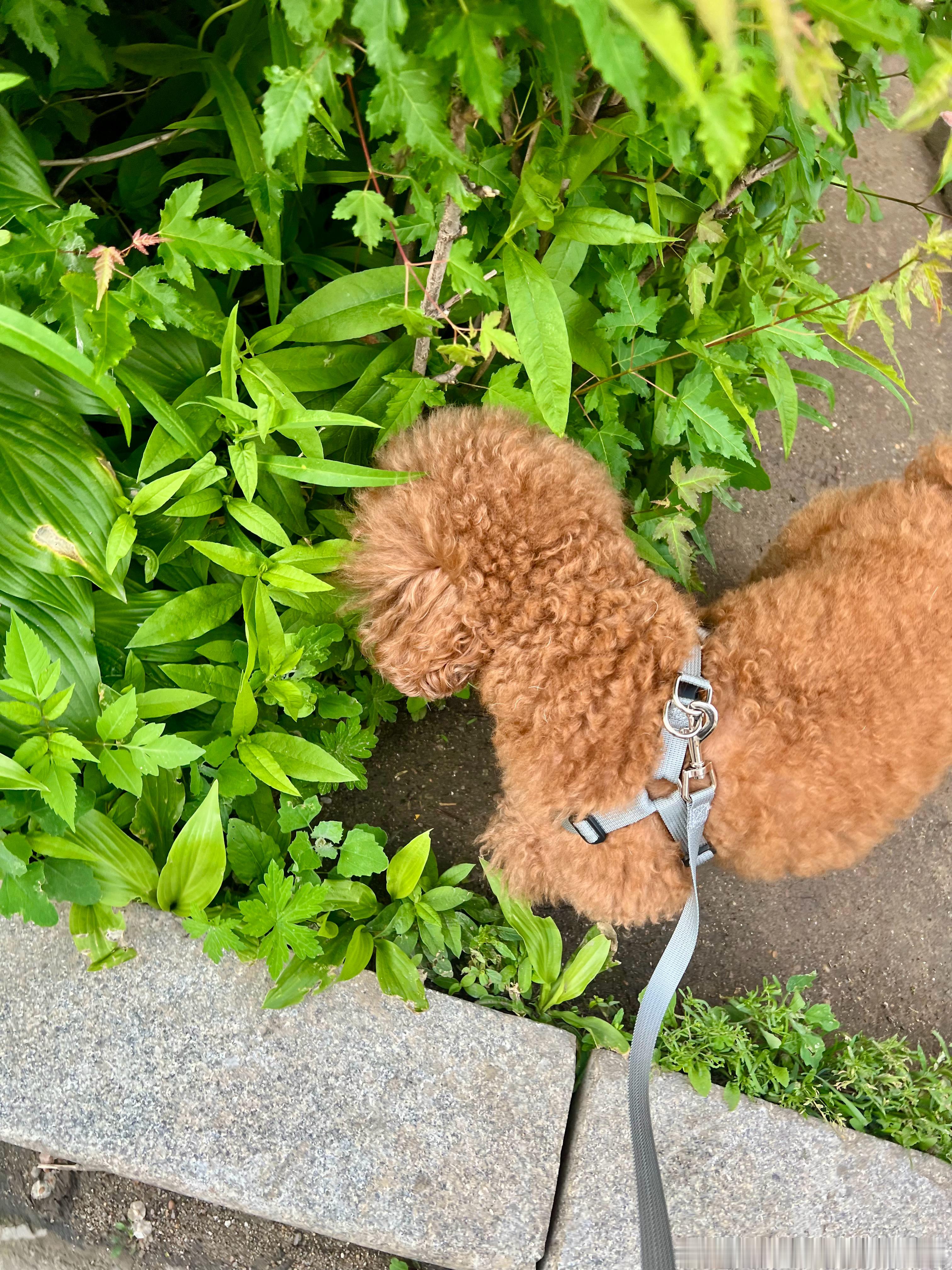 仁仁日记手册  周末第二职业 