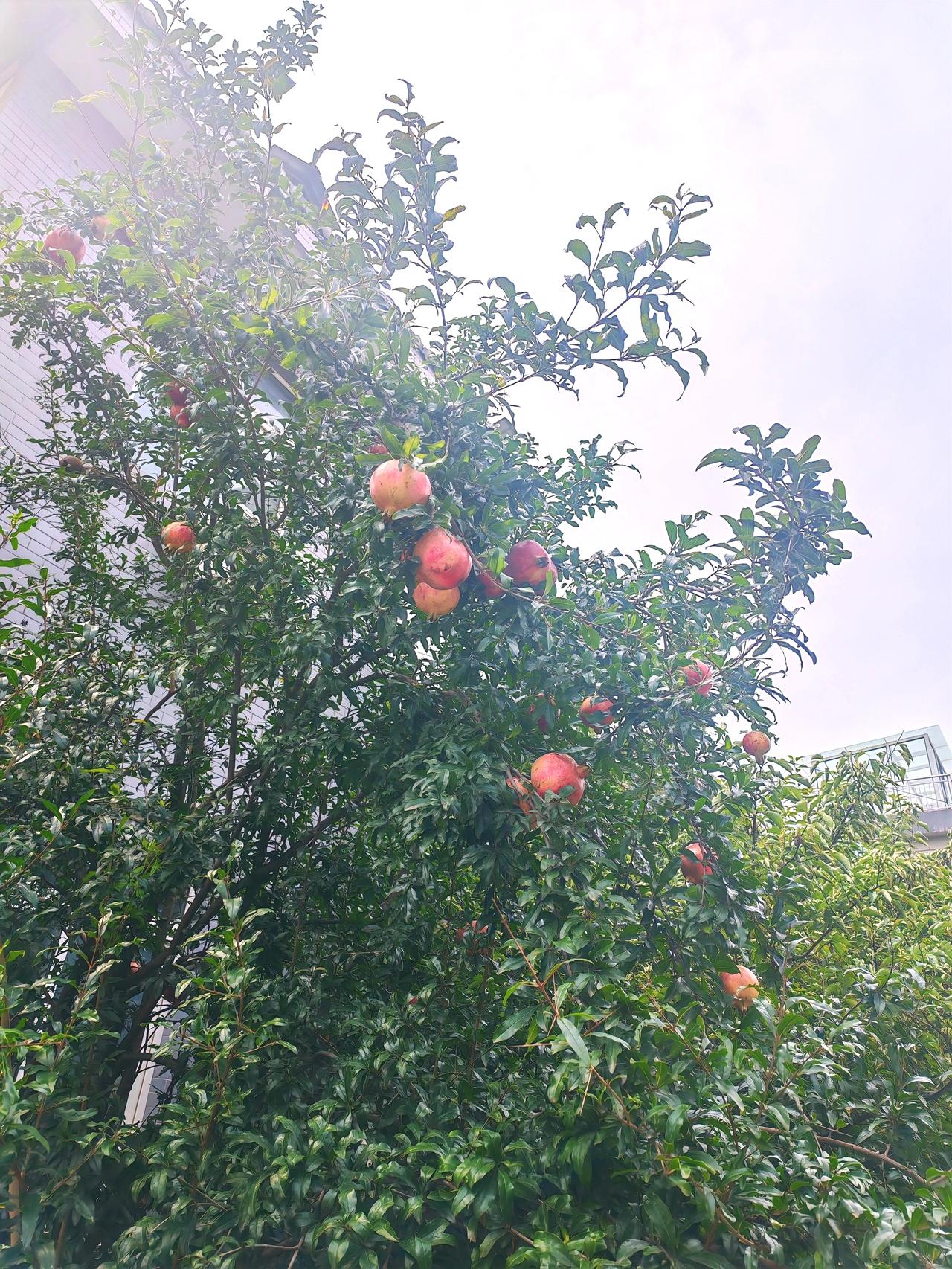 秋日生活打卡季