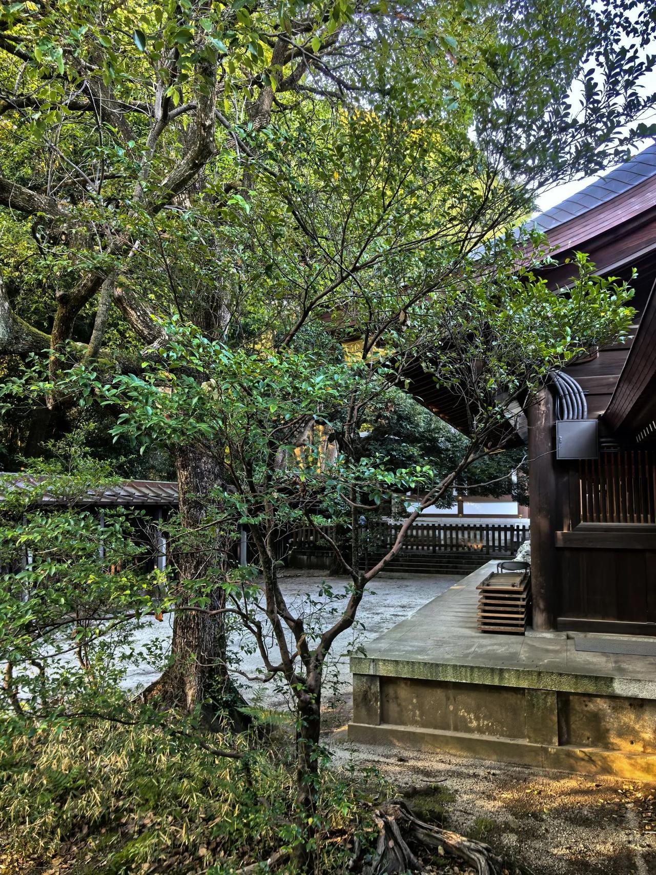 建筑，庭院，大树，用材，风格，感觉……