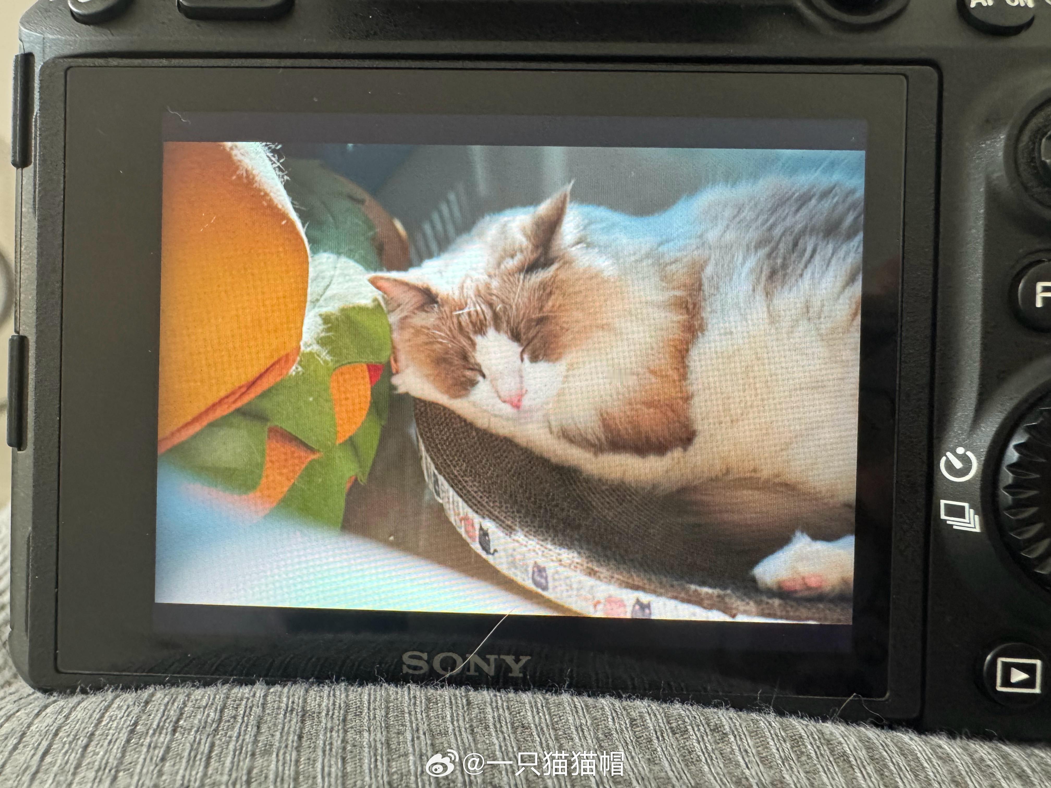 今天是阳光好的天气！好久没拿相机给家里猫猫拍照啦[送花花] 