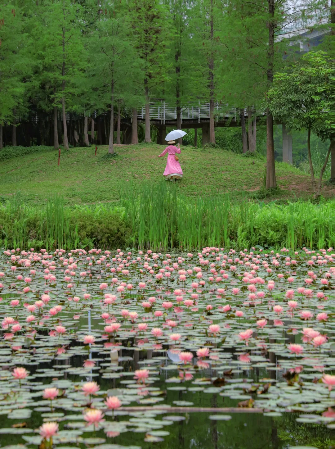 美到失语！广州天河湿地公园满池睡莲盛开🪷