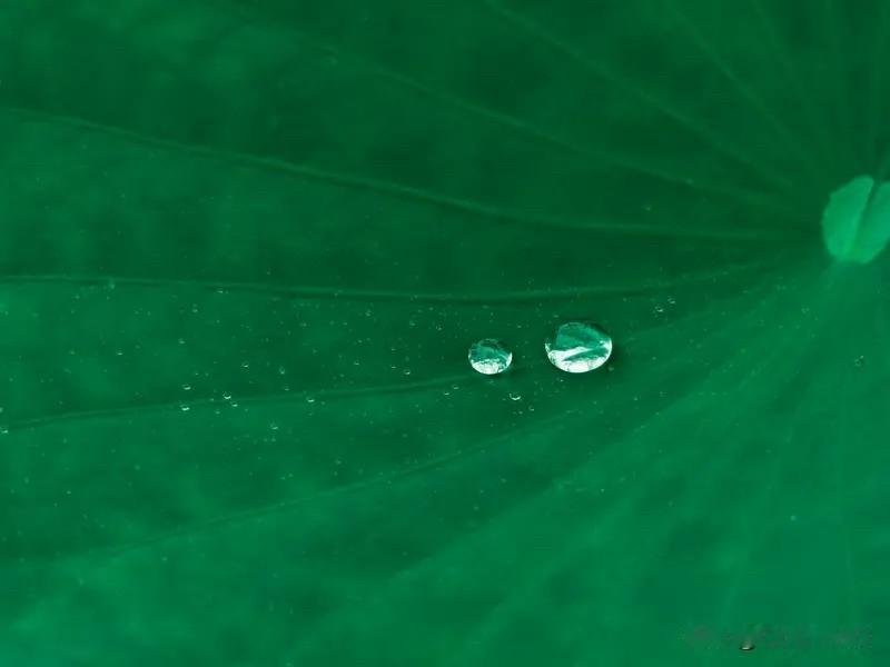 雨润㴠潞洙；风行猺天下；
尽情夏凉煦；夜风轻舞扬；
荷风湿敷面；滴滴蛙相思；
无