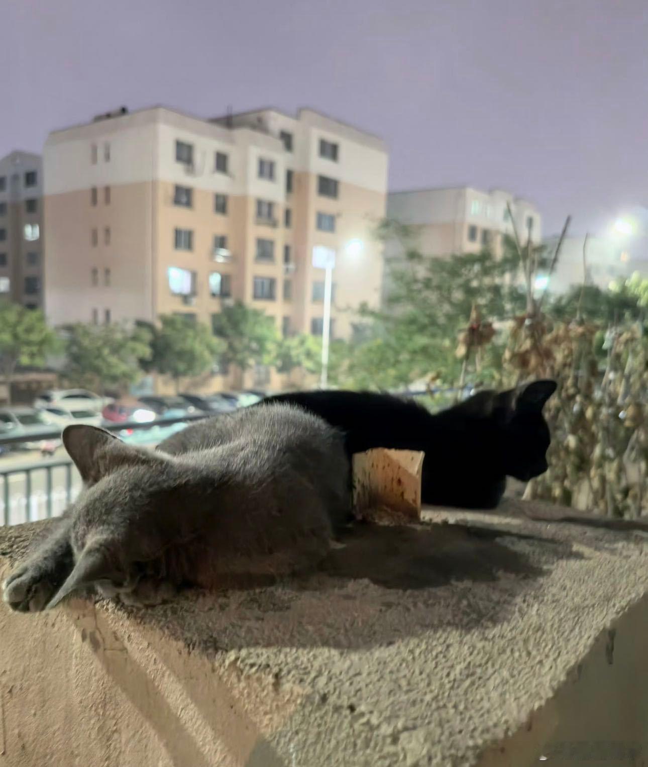 原来早安的新歌是写给流浪猫的 早安新歌《踏雪》上线就听了，本来以为是首轻松的歌，