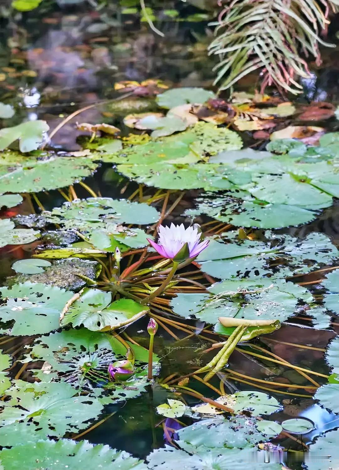 𝐇𝐚𝐩𝐩𝐲 𝐍𝐞𝐰 𝐘𝐞𝐚𝐫🏮一元复始，万象更新，旦逢