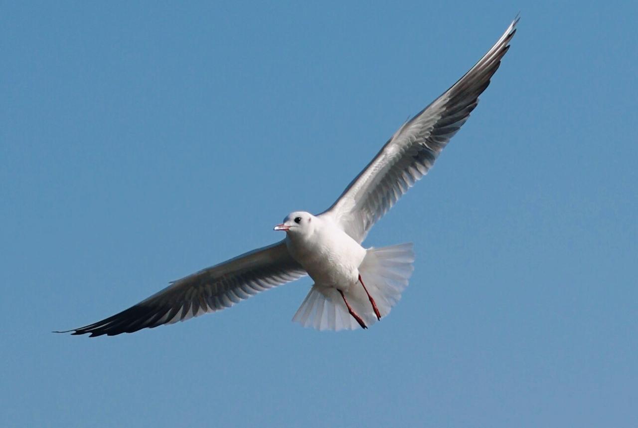 海鸥翱翔，自由飞翔在蔚蓝的天空中。晒一张你相册里的照片 海鸥