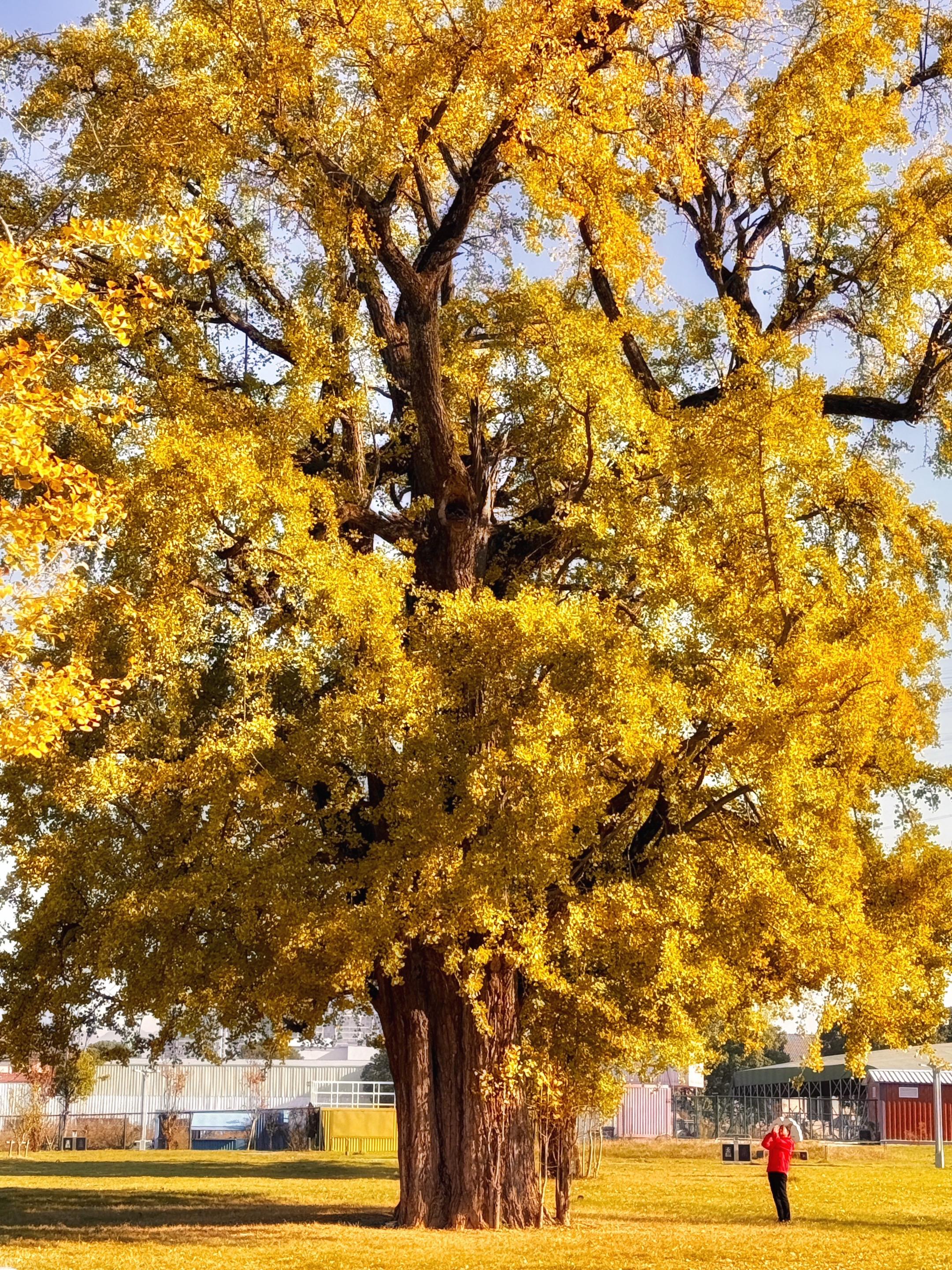 杭州千年银杏王❗️最全路线攻略。3年了，虽然我杭州开车过去也就1小时车...