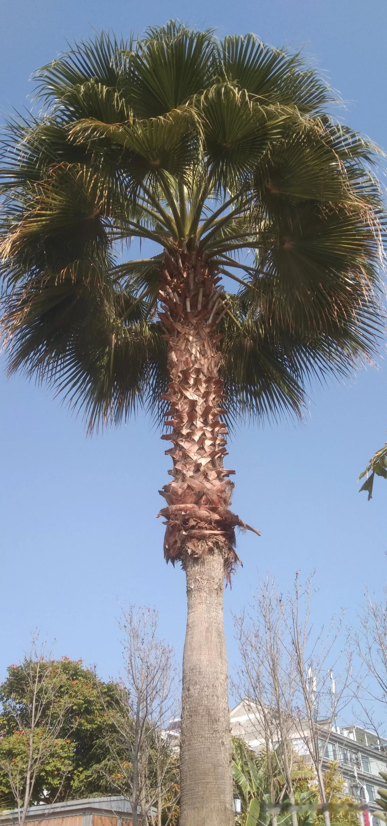 椰子树、棕榈树，在月亮湖边，成了游人视而不见的风景，但缺了这些树，反而不成气候，