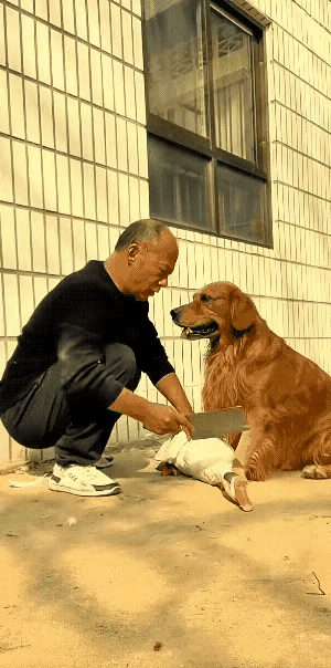 狗狗用实际行动捍卫了它们的友谊～