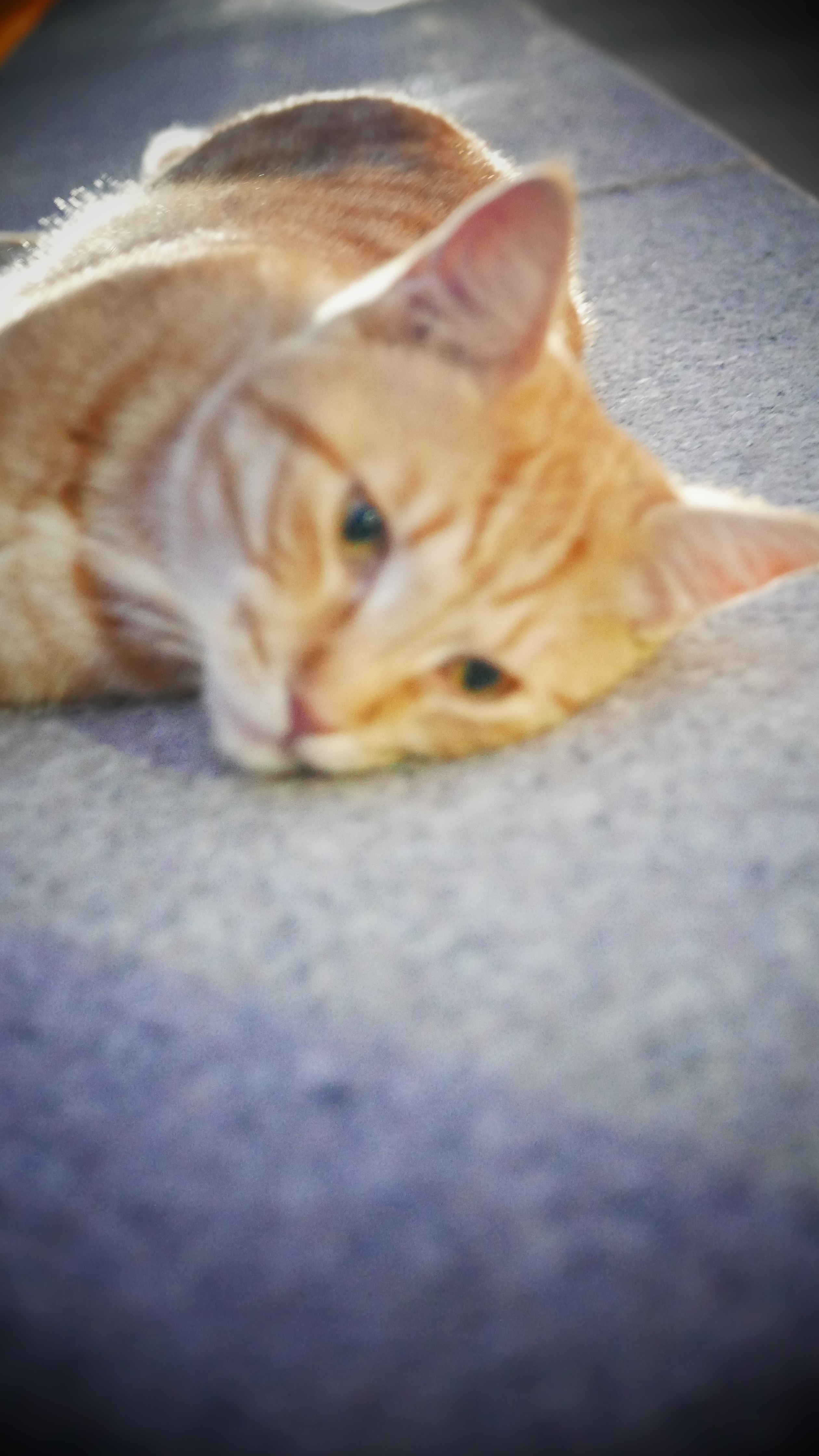 怎么变成一个人去巴黎小猫