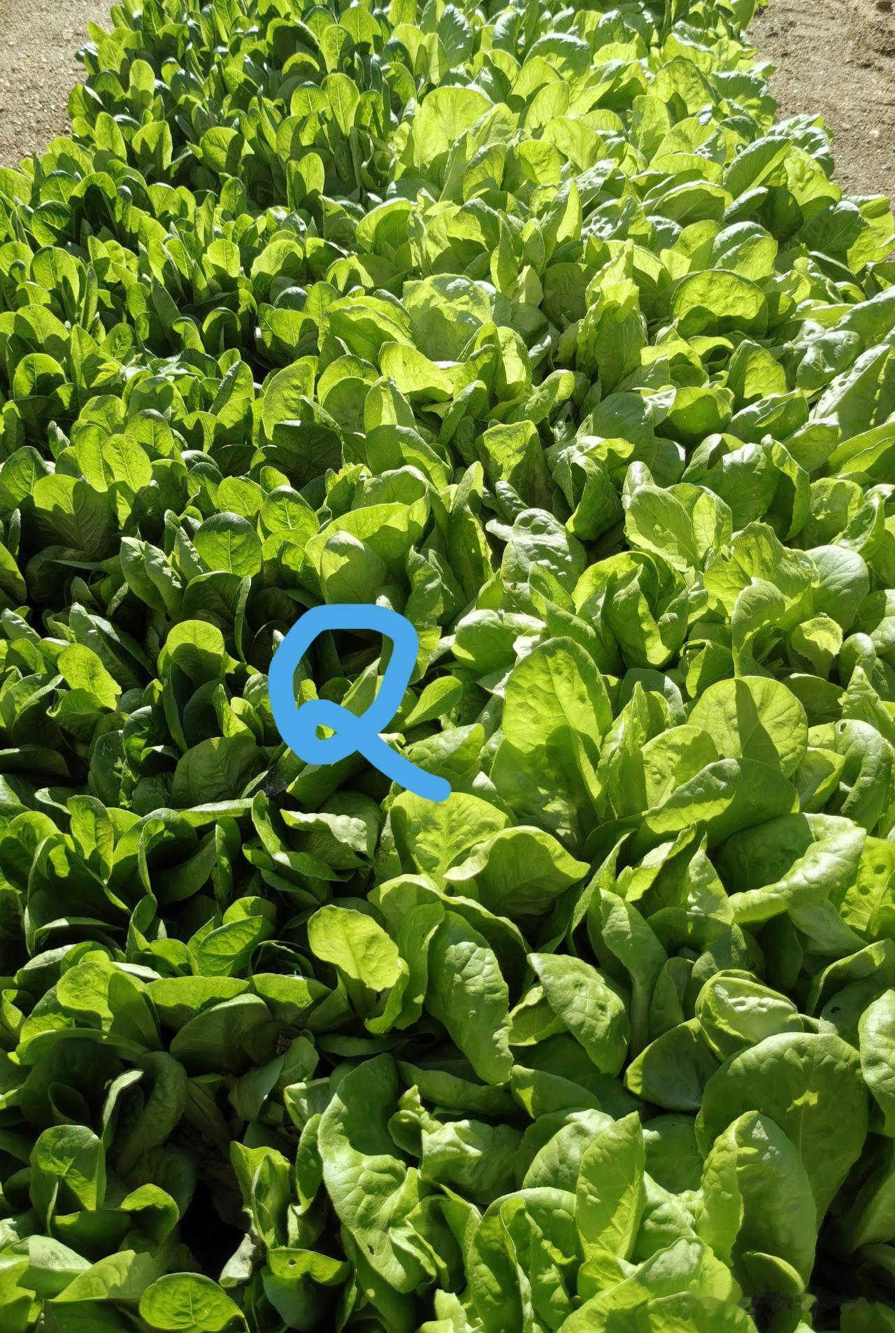 生菜和油麦菜是十字花科植物吗?

不是，它们是莴苣科大家族的近亲成员。

十字花