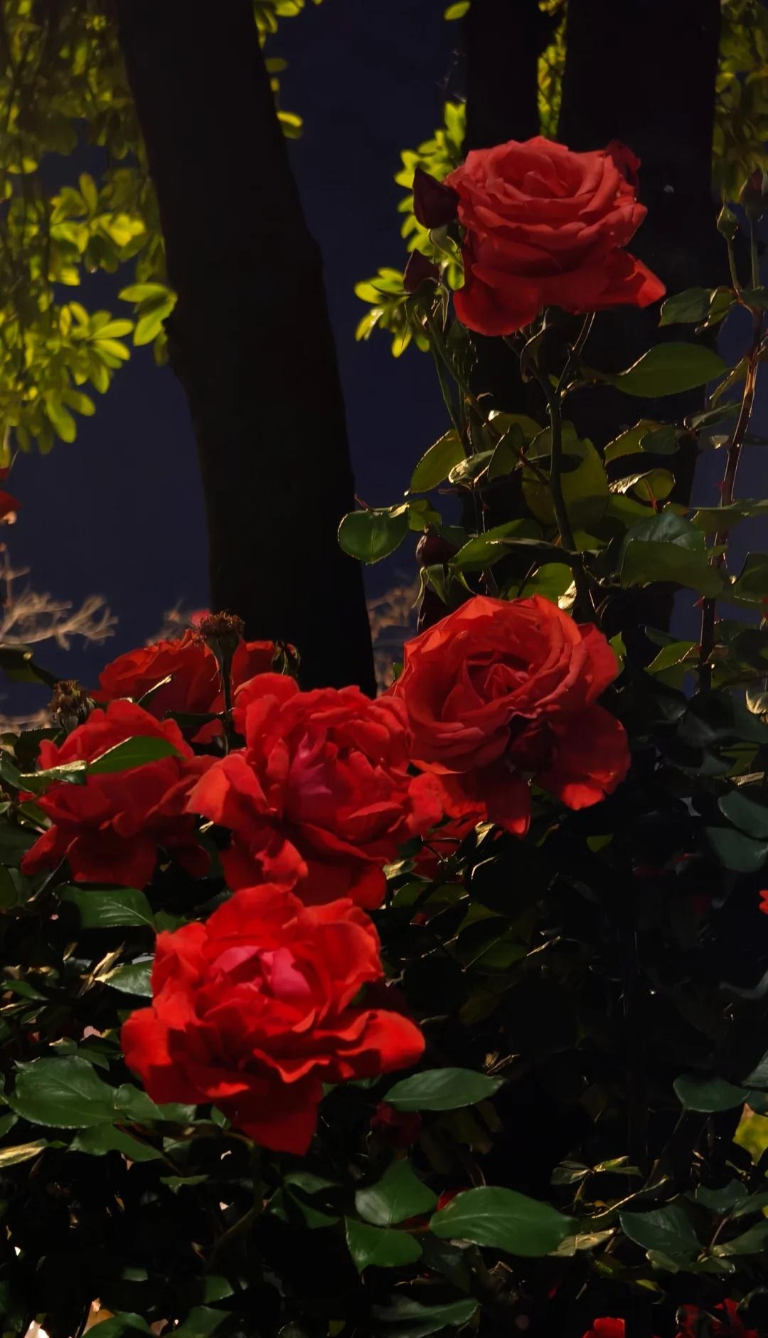 玉溪市政：万一他们想在绿化带结婚呢
🌺以上图片均拍摄于环山路和东风中路（区图书