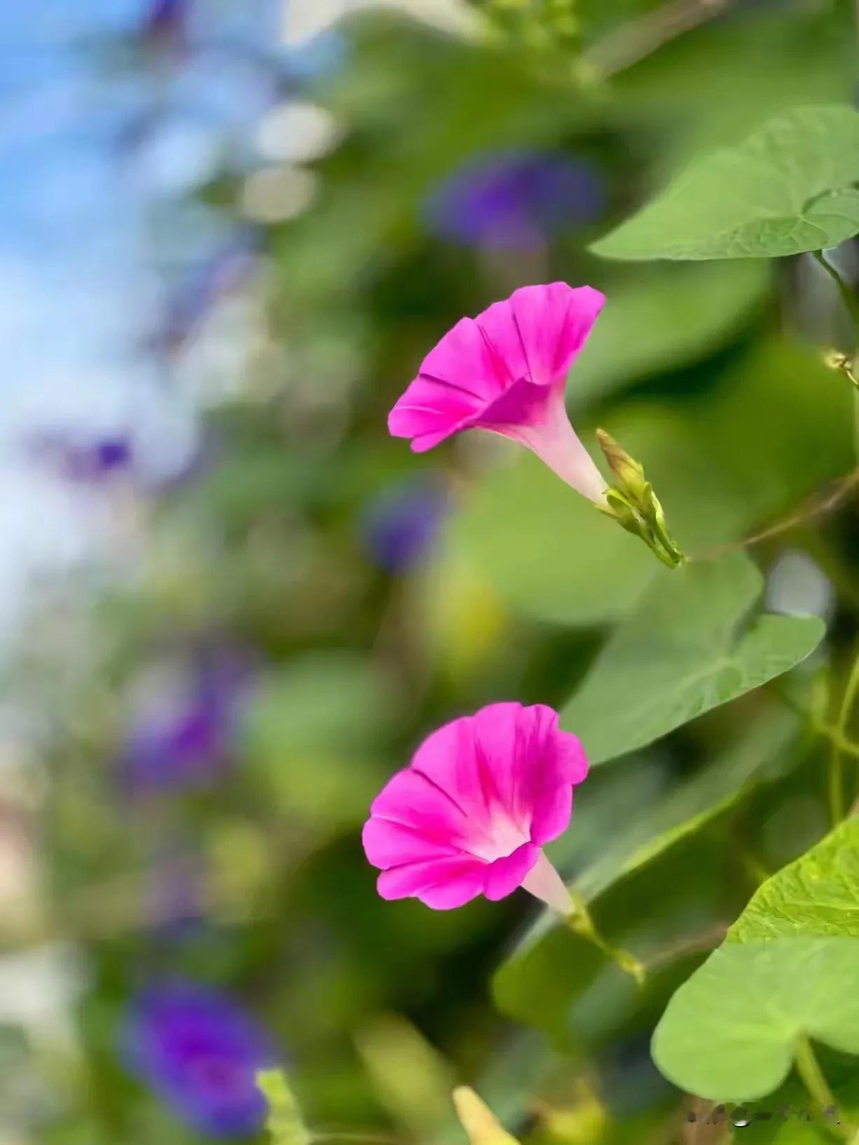日前的美颜相机，一层皮一层皮的扒，那个美呀，啧啧！前天开会碰见一同事，记得说过比