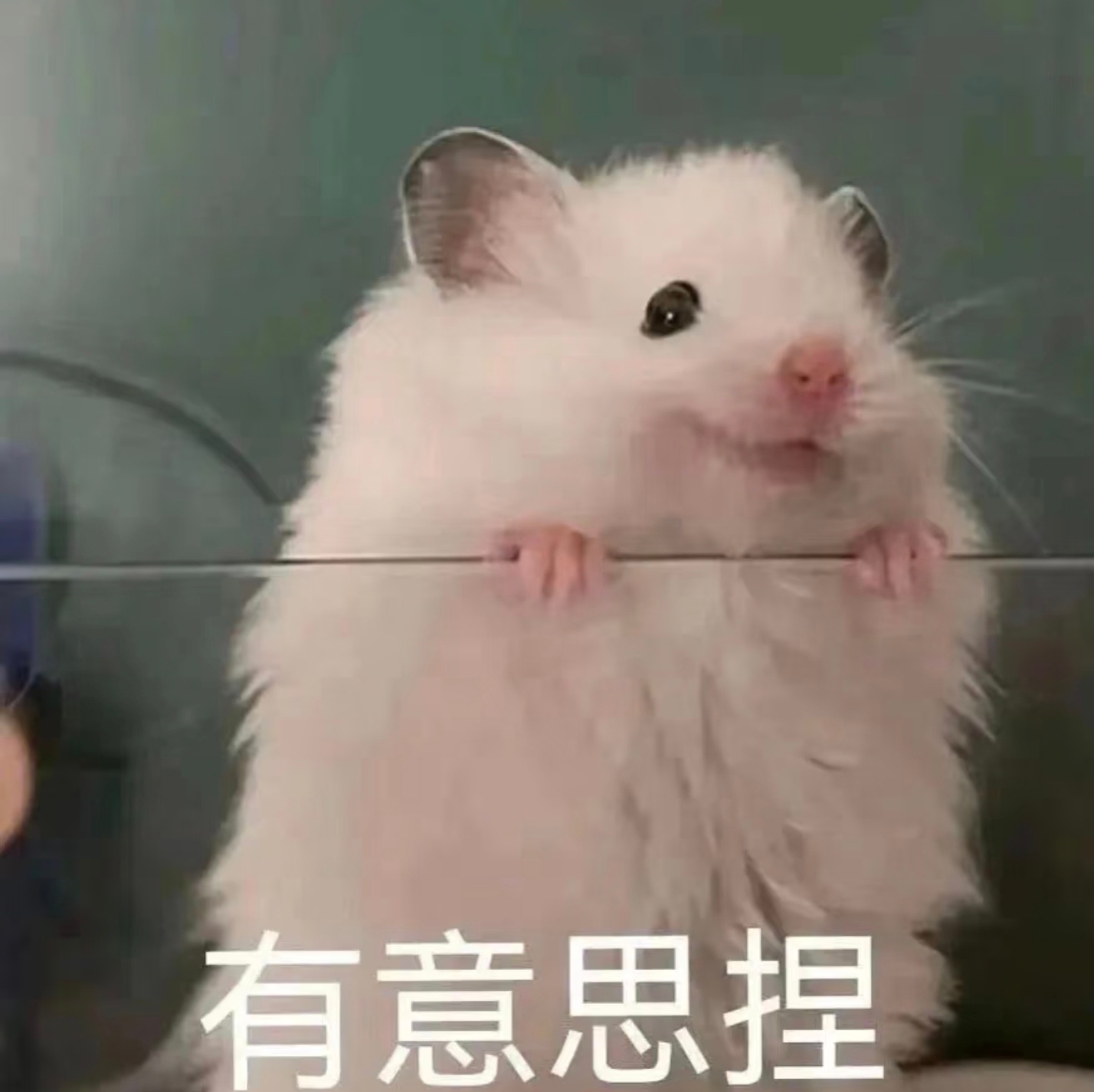 微信引用图片可显示原图了以往引用图片仅显示缩略图，升级后用户在引用图片时能够直接