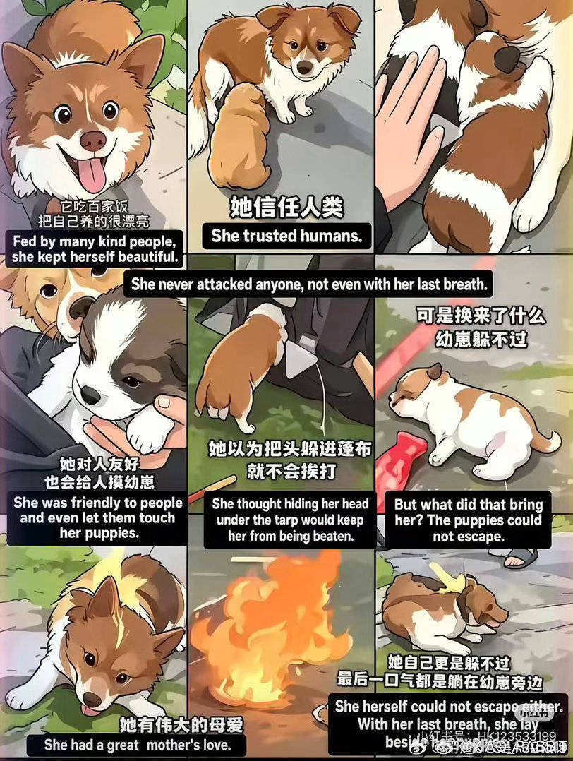 支持虐杀动物入刑 