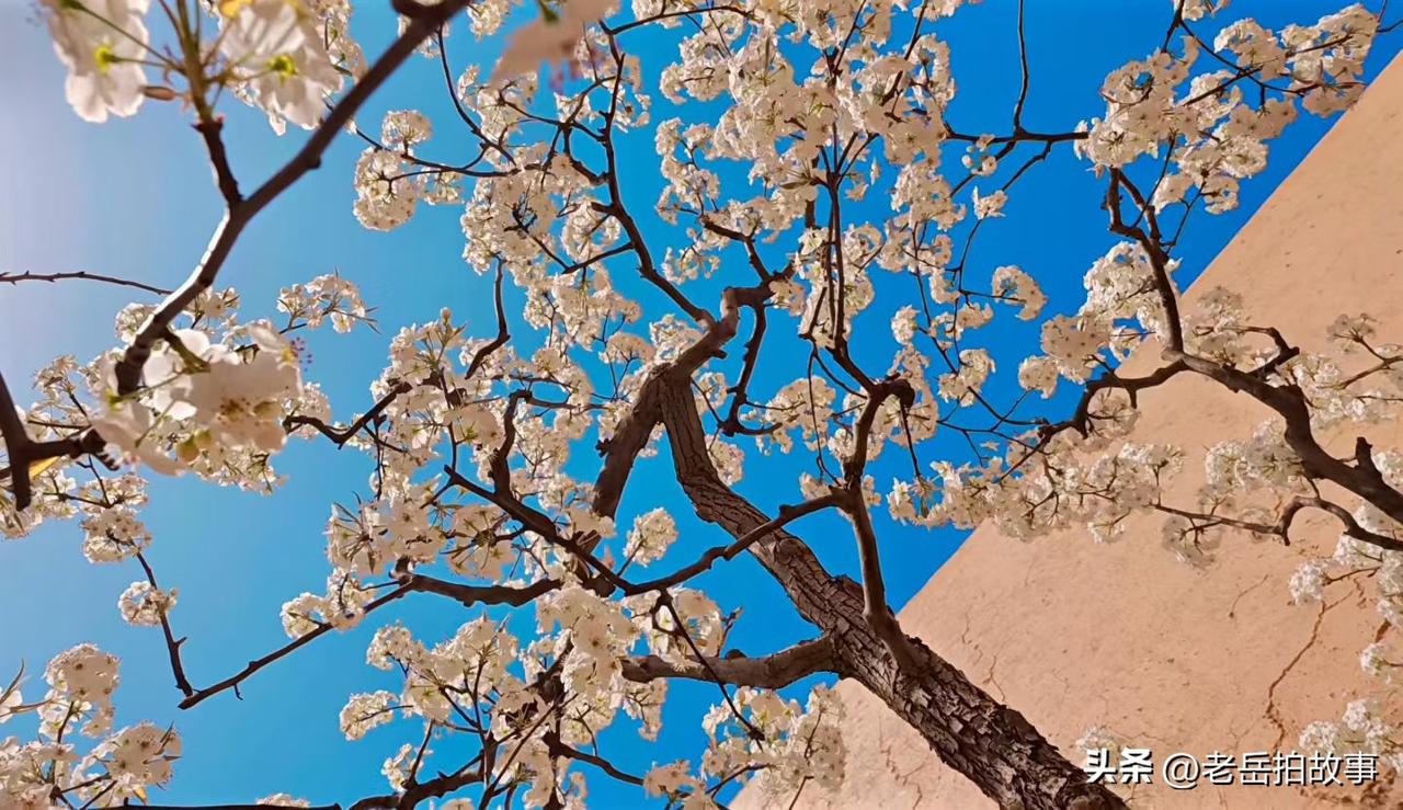 英雄救美原来是早有预谋啊:村里一个男的看上了村花儿，虽然也年龄相当但面对男人的献