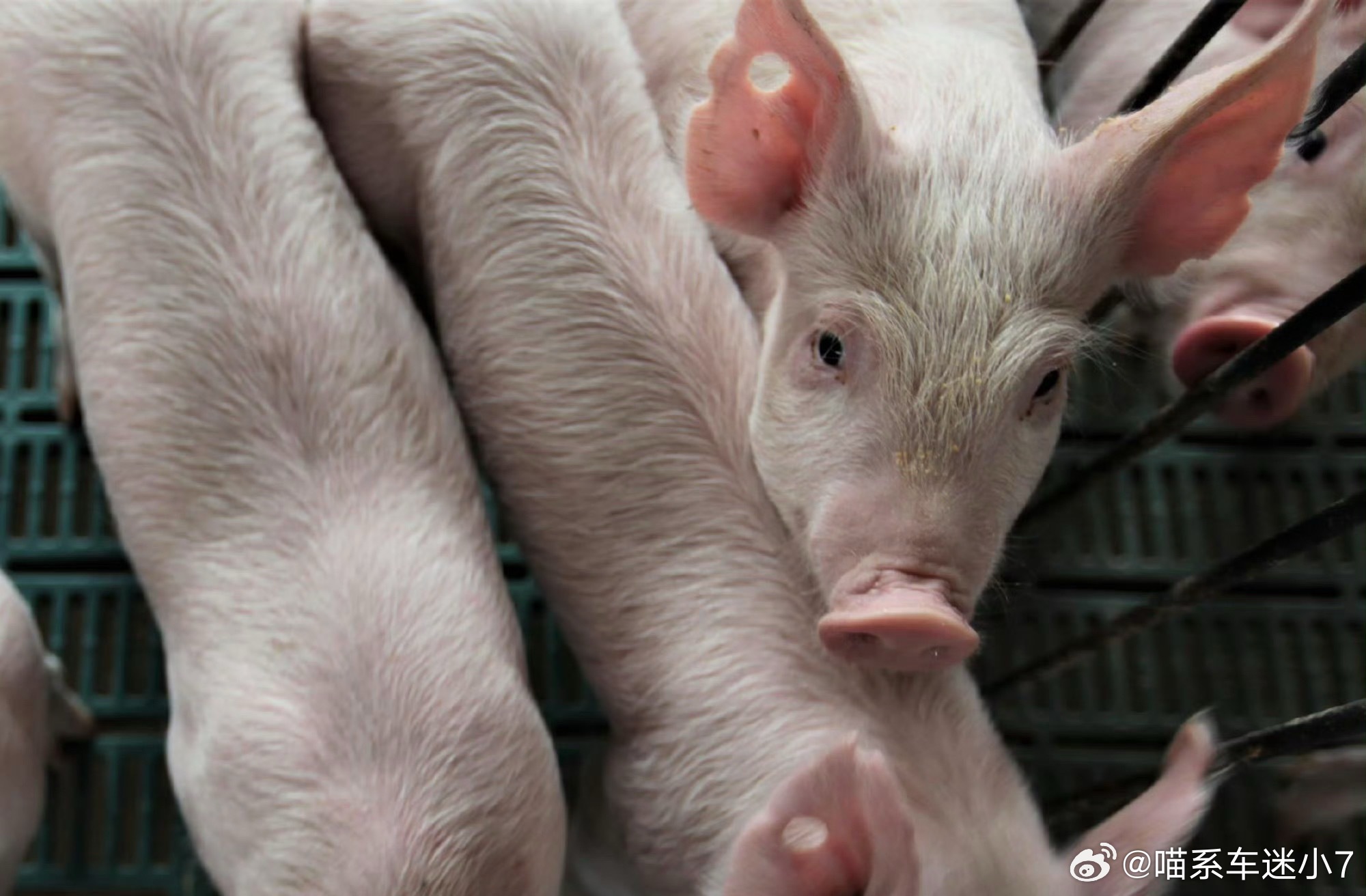 本来还想着逐玉这么火，怎么着也能拉拉猪价，结果发现完全想多了，竟然才五六块钱一斤