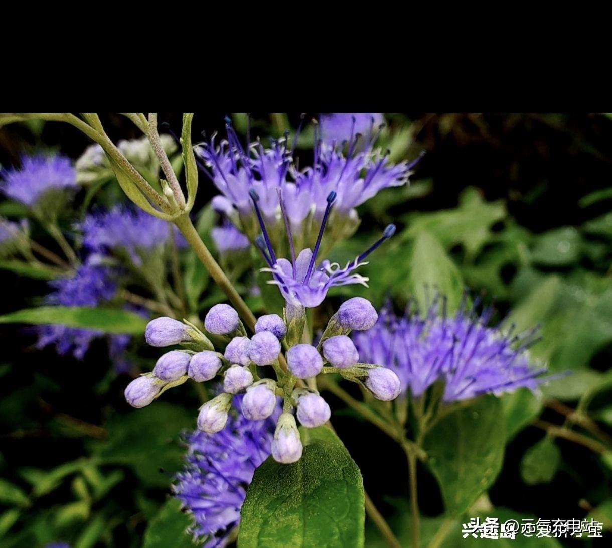 发现一种罕见的花。它叫蓝花莸（兰香草）
 
简短介绍：秋季盛放，少见的蓝紫色细碎