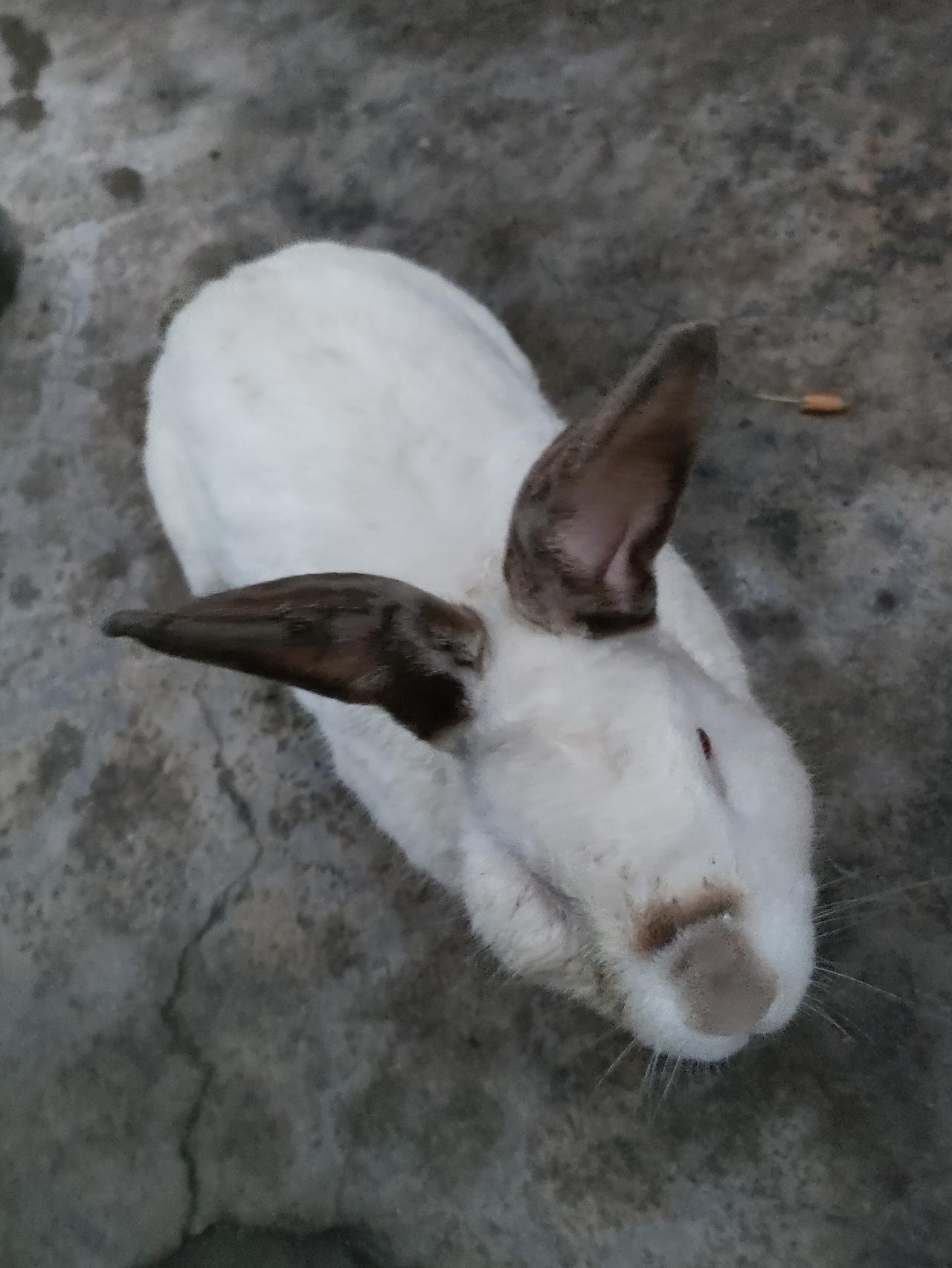 可爱动物打卡困了就睡，醒了发呆，小兔子简单快乐的小生活。萌系小兔子