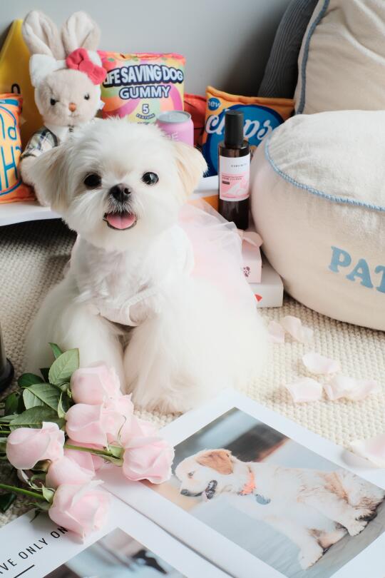 🐶：姨姨们，今天是香香软软的🌸鲜花味小斗～