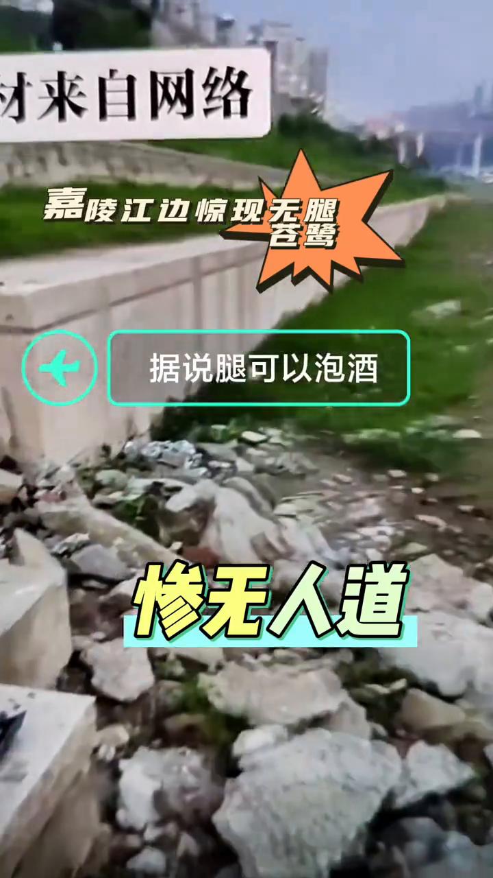 嘉陵江边惊现无腿苍鹭，据说腿可以泡酒。
惨无人道，腿被人掰断的苍鹭。