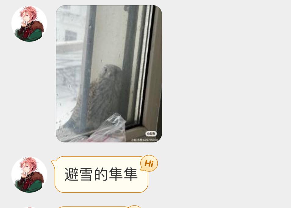 在窗外躲雪的【红隼】给孩子冻坏了🙊 ​​​