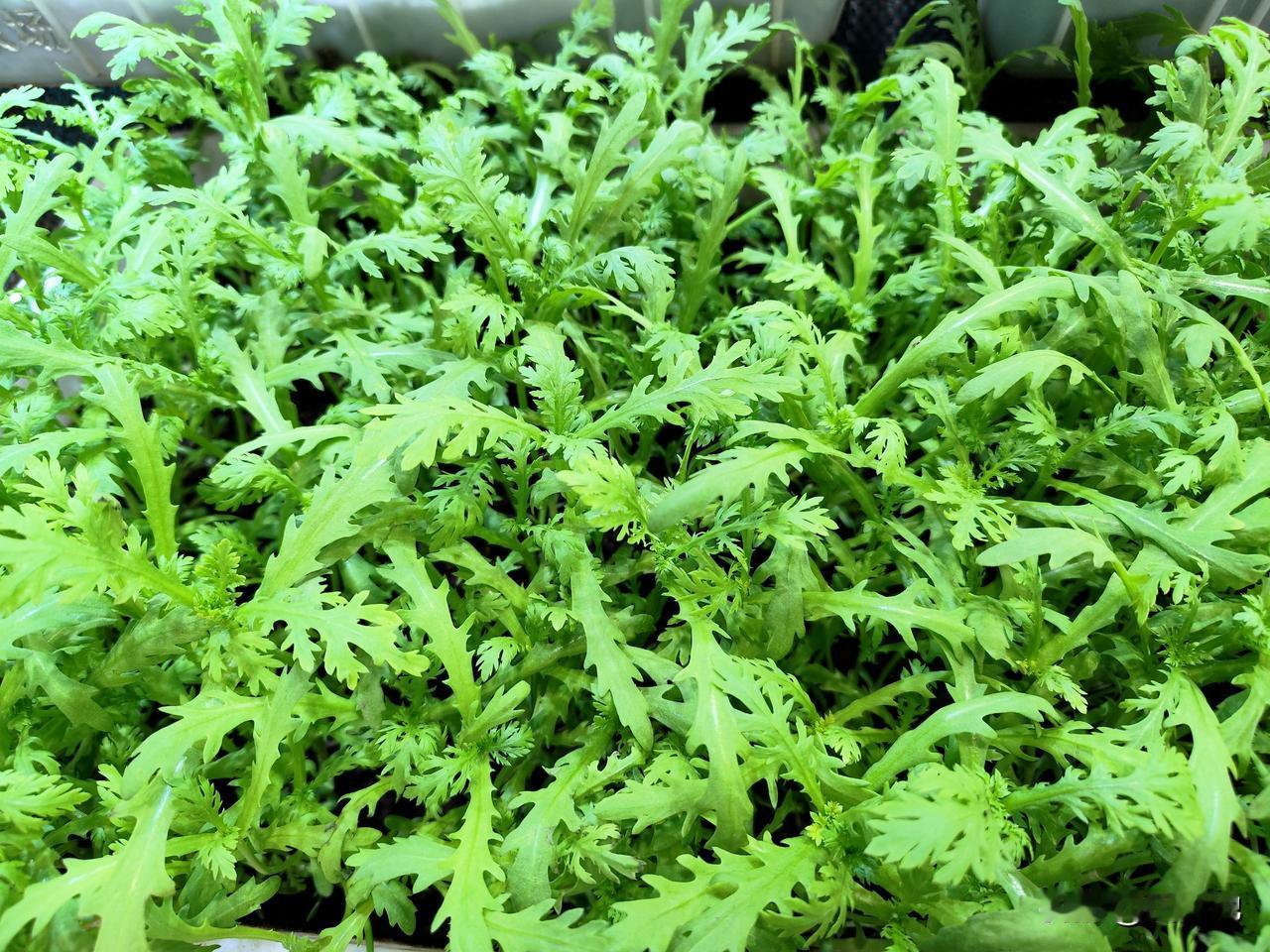 3月份能种哪些蔬菜？随着气温回升，全国大部分地区均已进入播种与育苗黄金时期。
