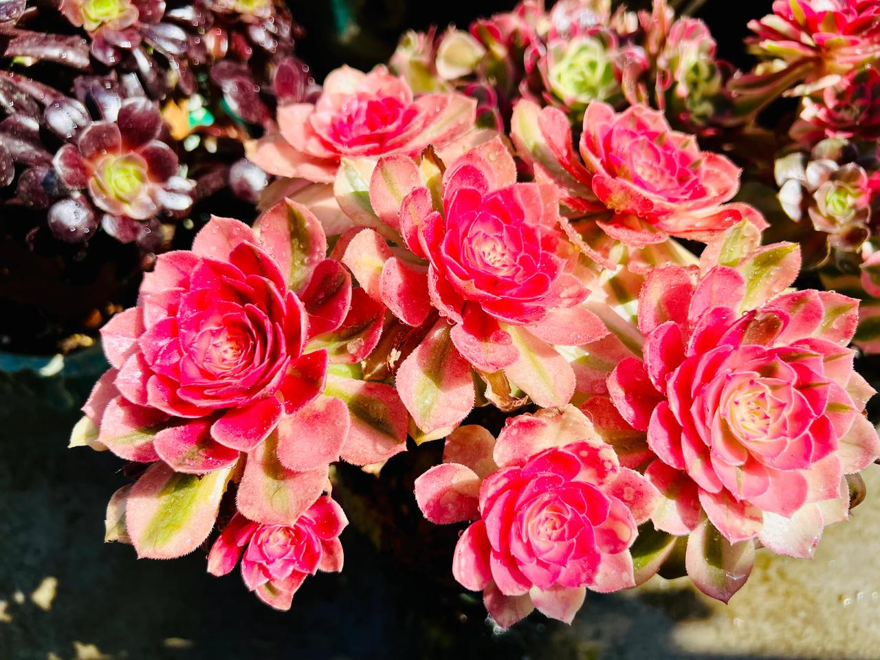 天气太热，法师也出现了黑腐，肉肉也收了十几个空盆，天气仍然热还不时的下雨，高温、