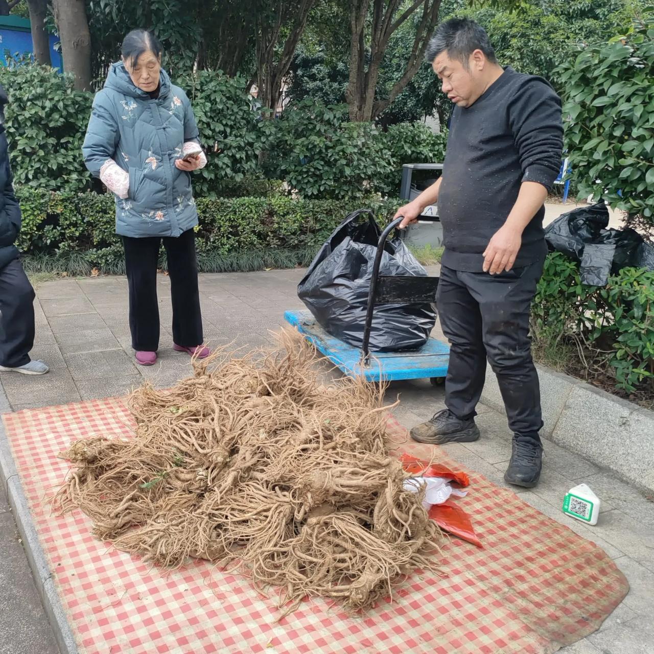 17元/斤的当归和3元/斤的青椒贵吗？
今天下午四点沿郴江河道散步时，正遇见二位