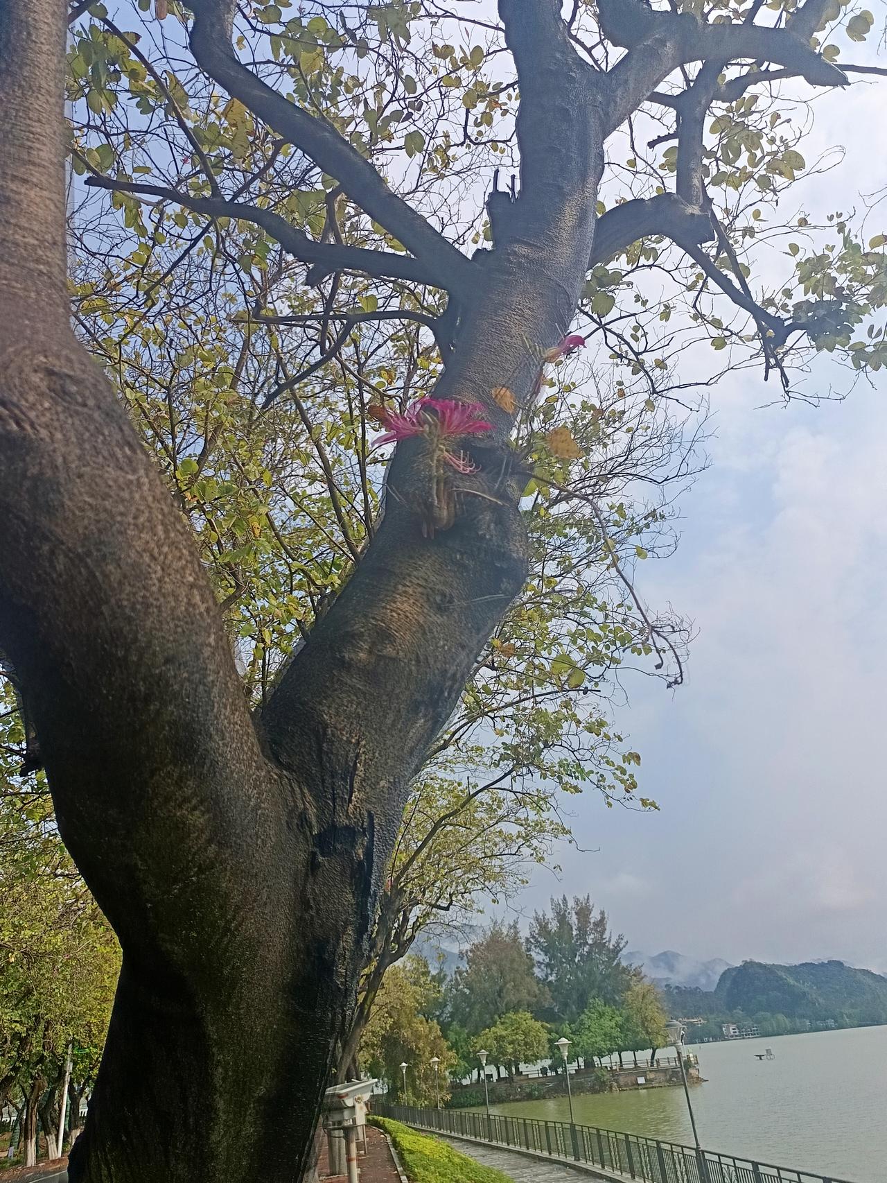 我终于知道
为什么肇庆。紫荆西堤上面的紫荆花这么好看
却依然没有什么人来


