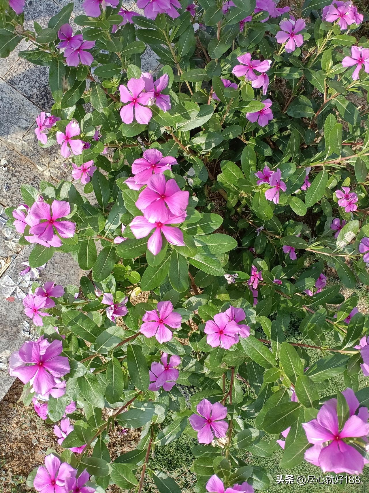 妈妈说，下一年再不这样给红包了，因为过年的红包，让妈妈生了一肚子火。

妈妈过年