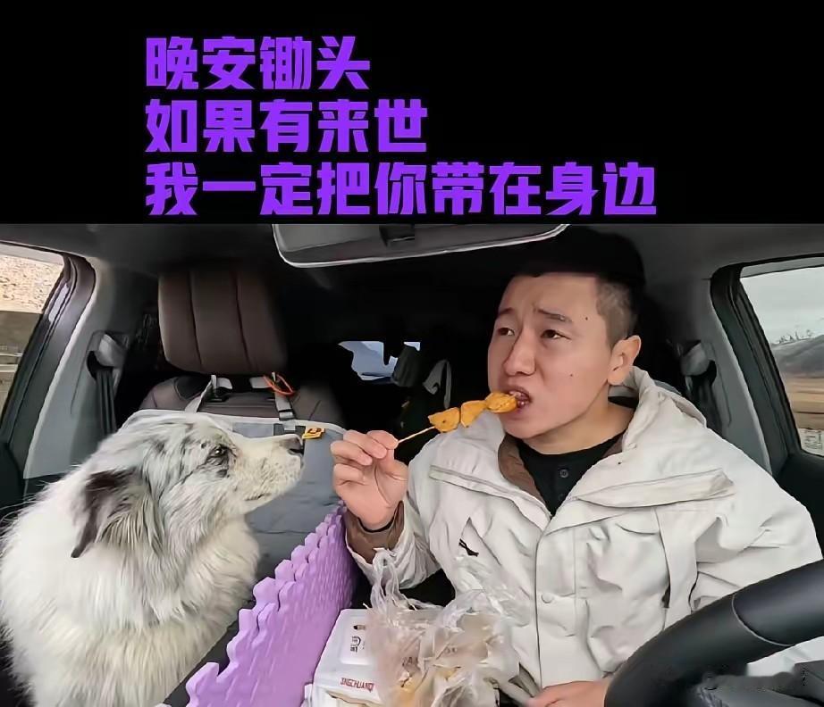 这只叫“锄头”的边牧，为啥牵动了这么多人的心？那个偷狗的帅小伙，为啥如此令人气愤