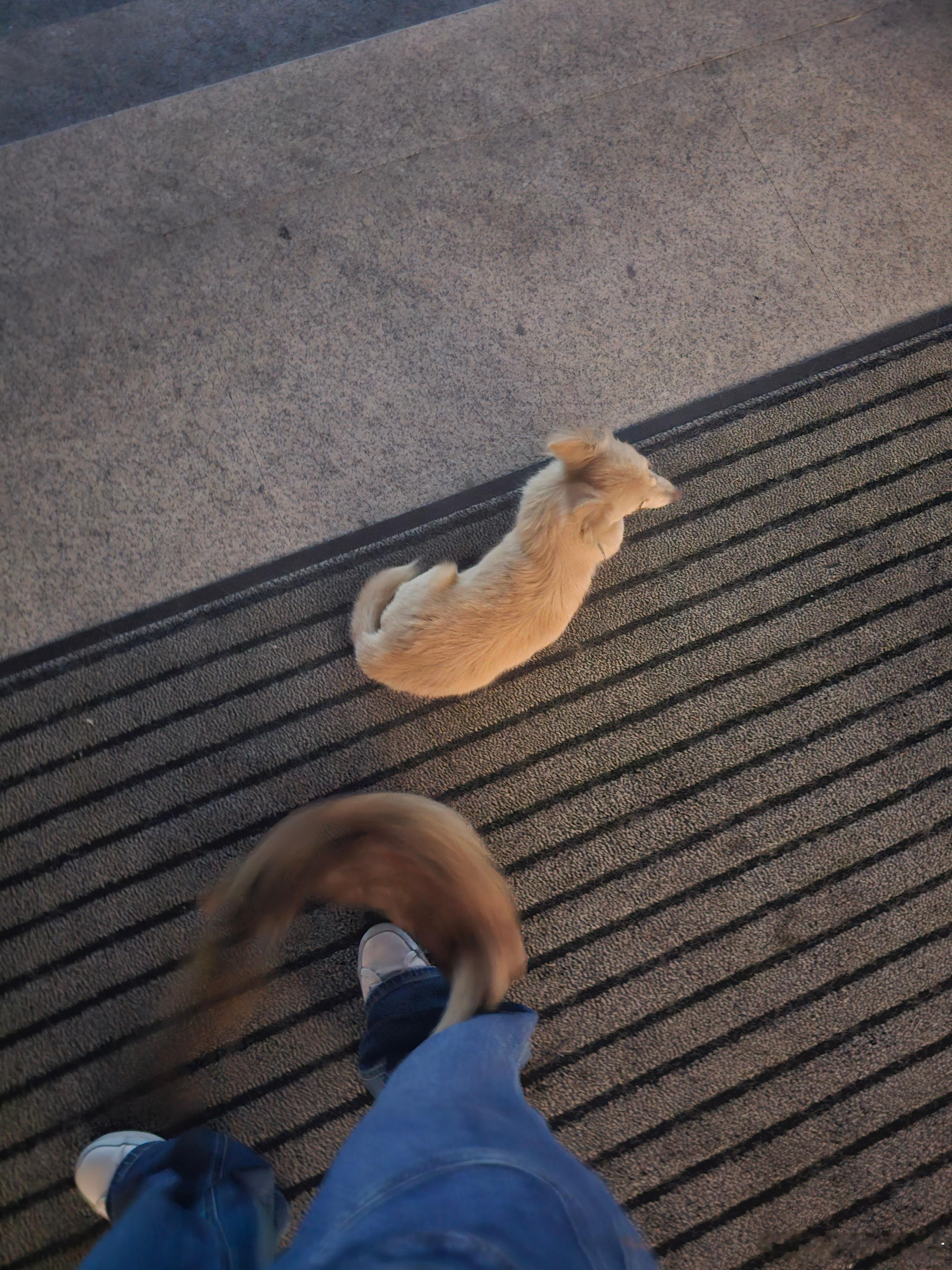 猫狗双全中 ​​​