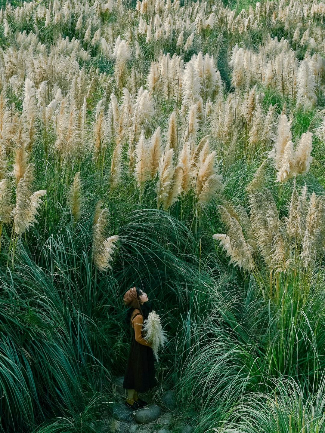 成都拍照📷浪漫秋日就从这片芦苇荡开始吧