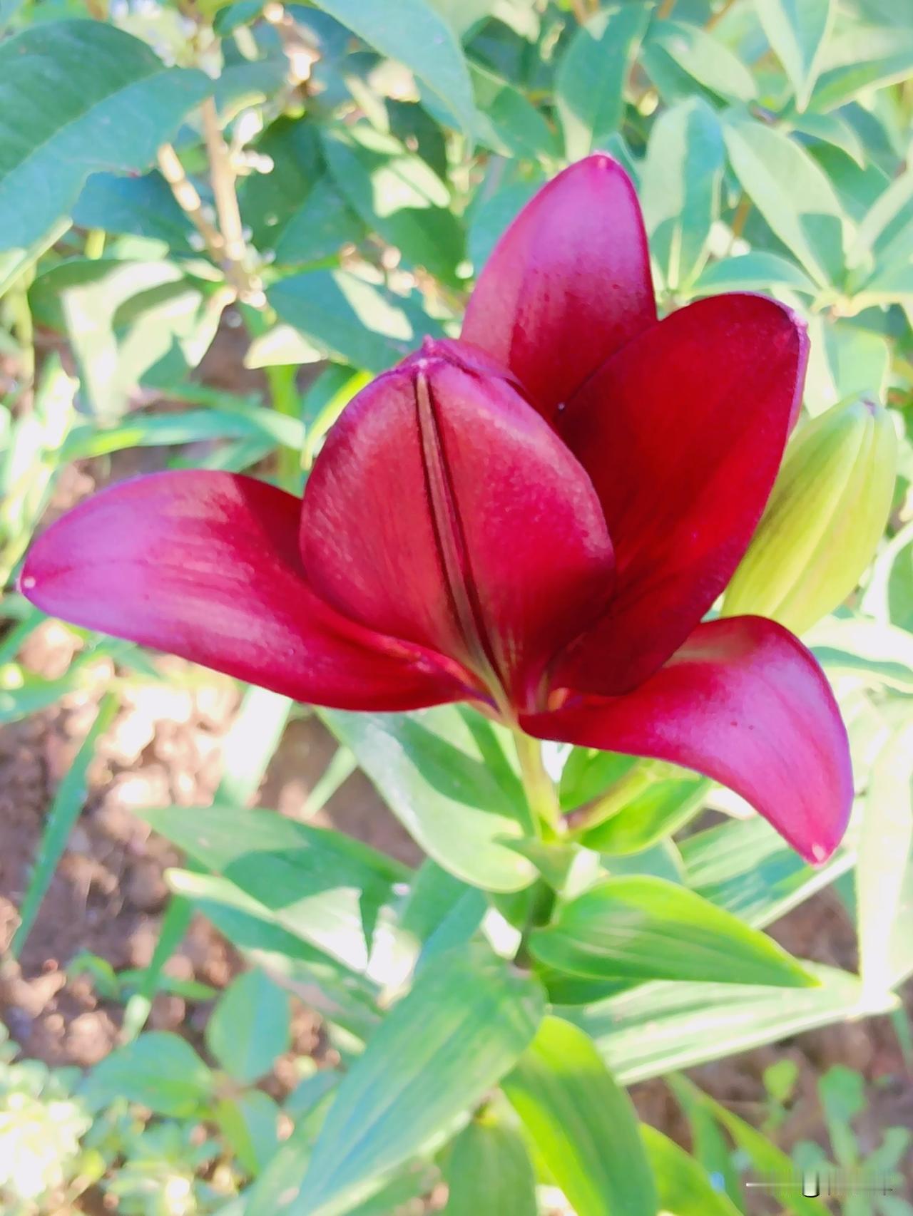 今天刚拍的百合🌸，花友们看看怎么样？
自己种在楼前的地里，露天里接受阳光，雨露