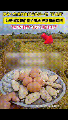 “万物皆有灵！”2014年，黑龙江，张先生在山上救了两只受伤的白狐，待白狐伤势好