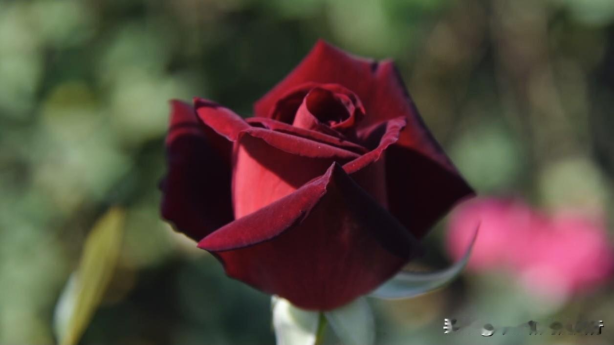 法国玫昂公司于2003年培育，是目前世界上颜色最深、最接近“黑玫瑰”的杂交茶香月