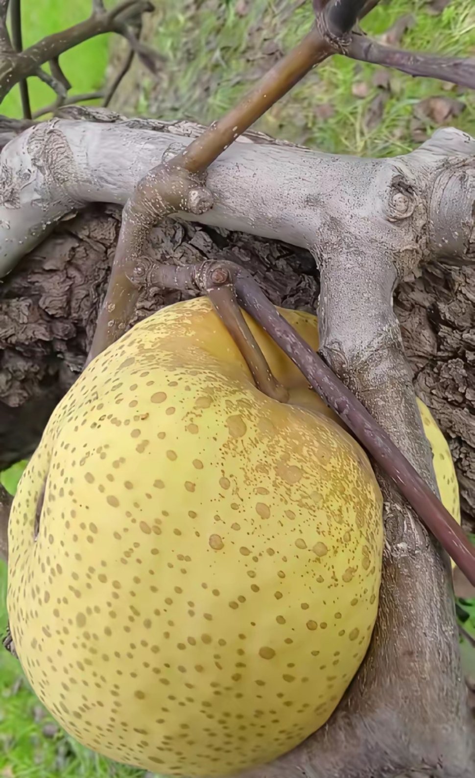 问大家一下，不伤梨树又能把它拿下来，有什么好的办法，在线等！ 