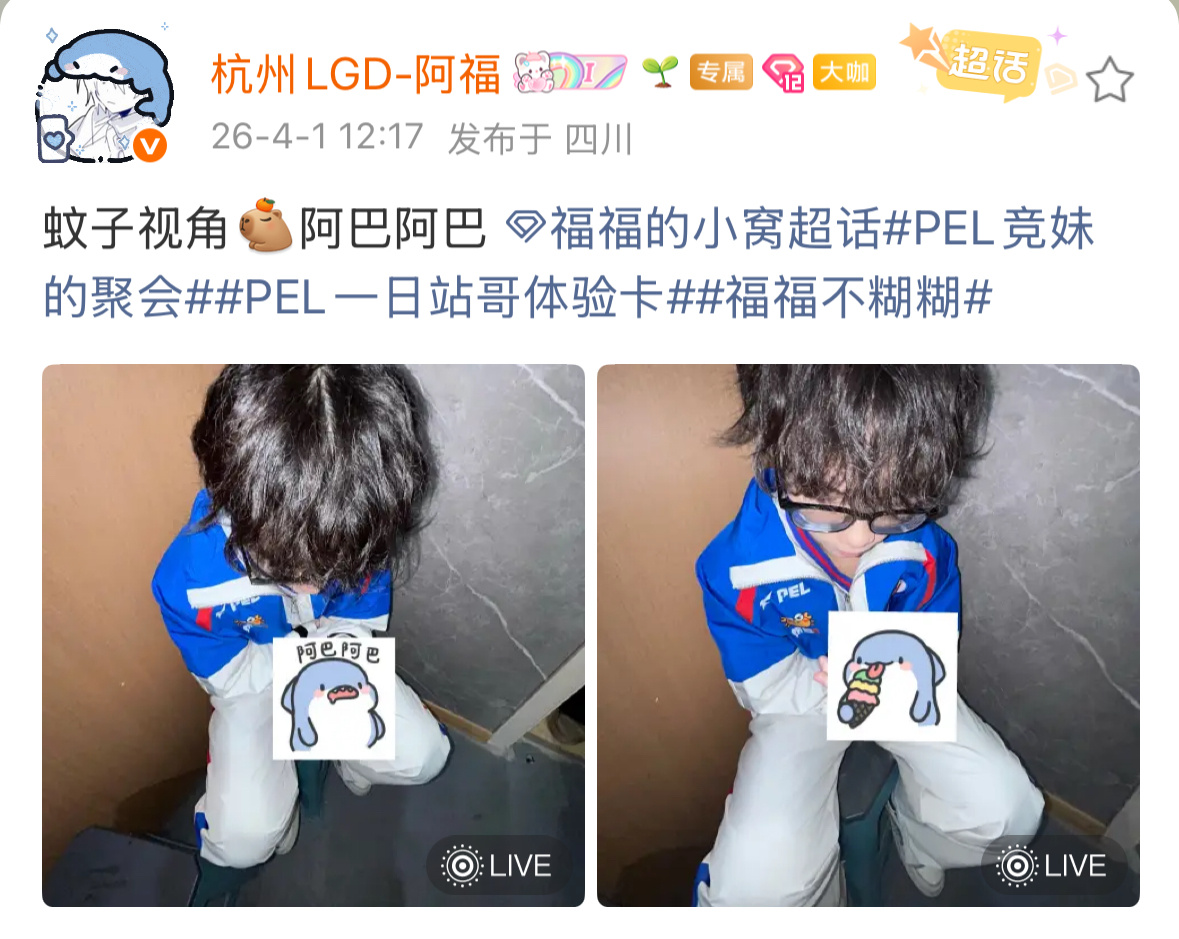 福福的小窝  萌萌的一只！2026pel春季赛