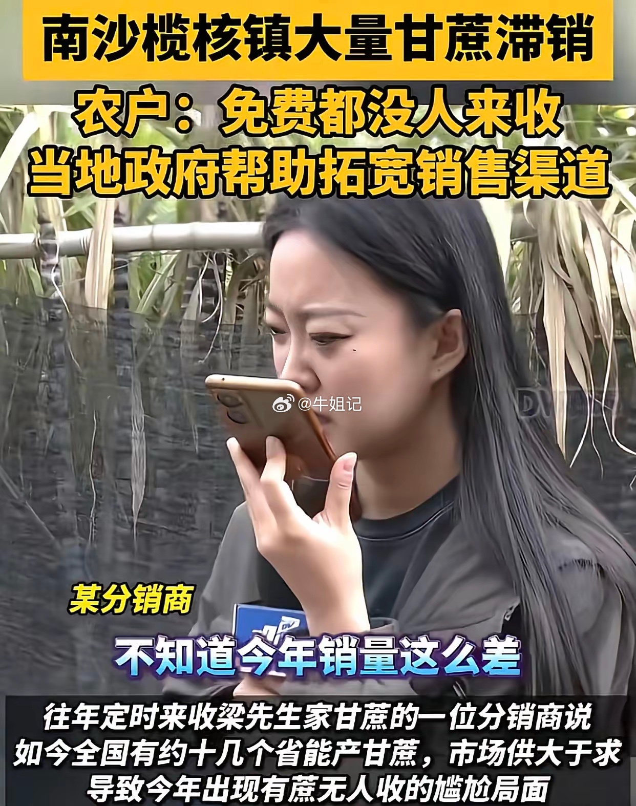 “白送都没人要！”广州南沙榄核镇的蔗农今年真的要血亏了！由于甘蔗滞销，可以说是根