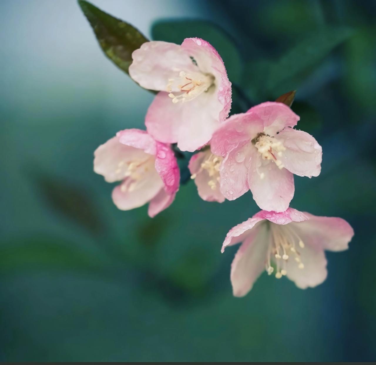 春雨里的海棠，是春天最温柔的信笺✨
 
刚下过一场小雨，楼下的海棠就开得热闹起来