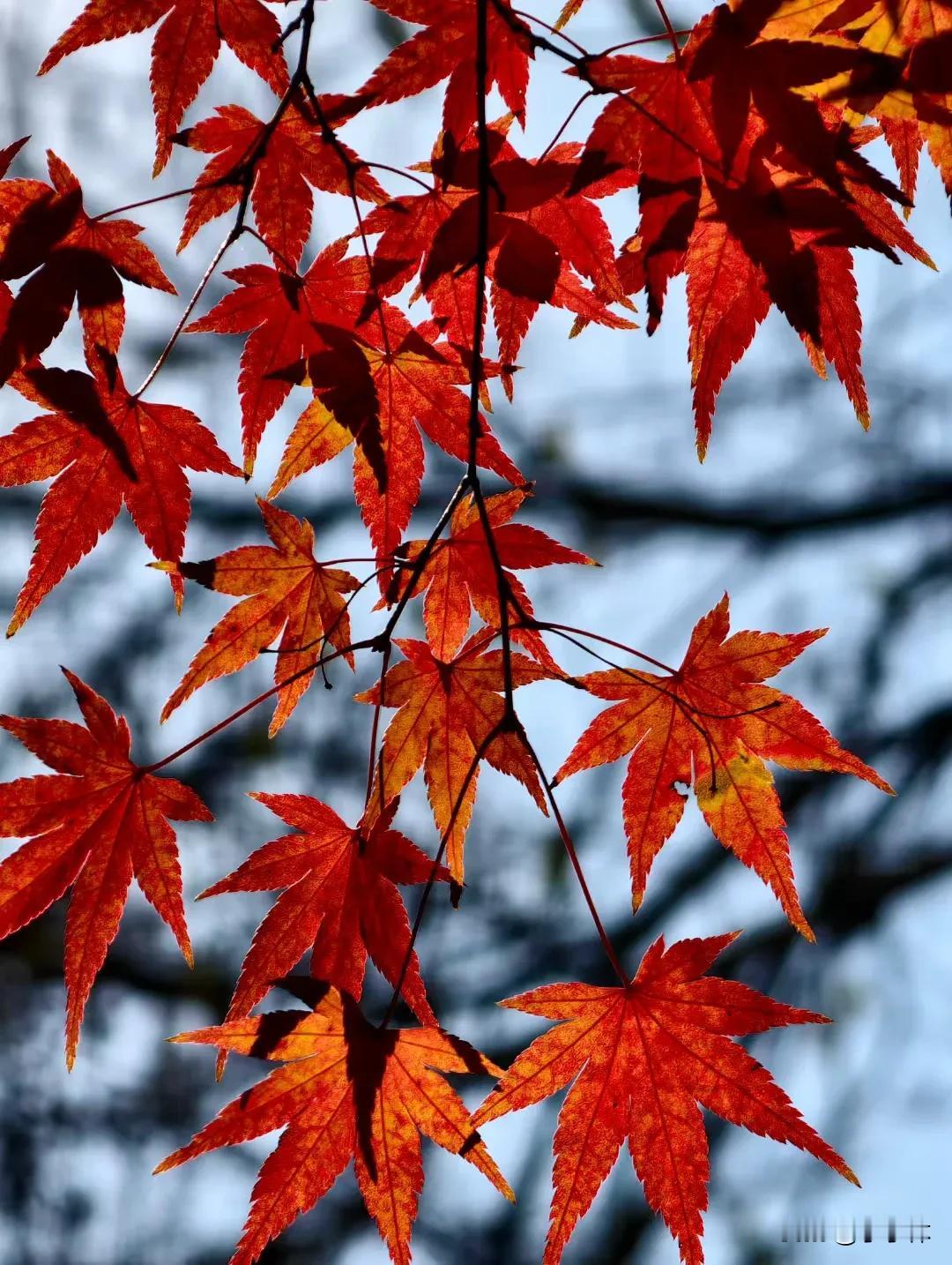 秋意渐浓，枫叶如火，快来打卡吧！🍂🍁🍂枫叶🍁超美的 

每个人都是带着使