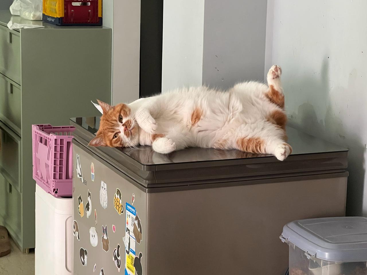 这个猫怎么这么舒服的呀[爱慕]