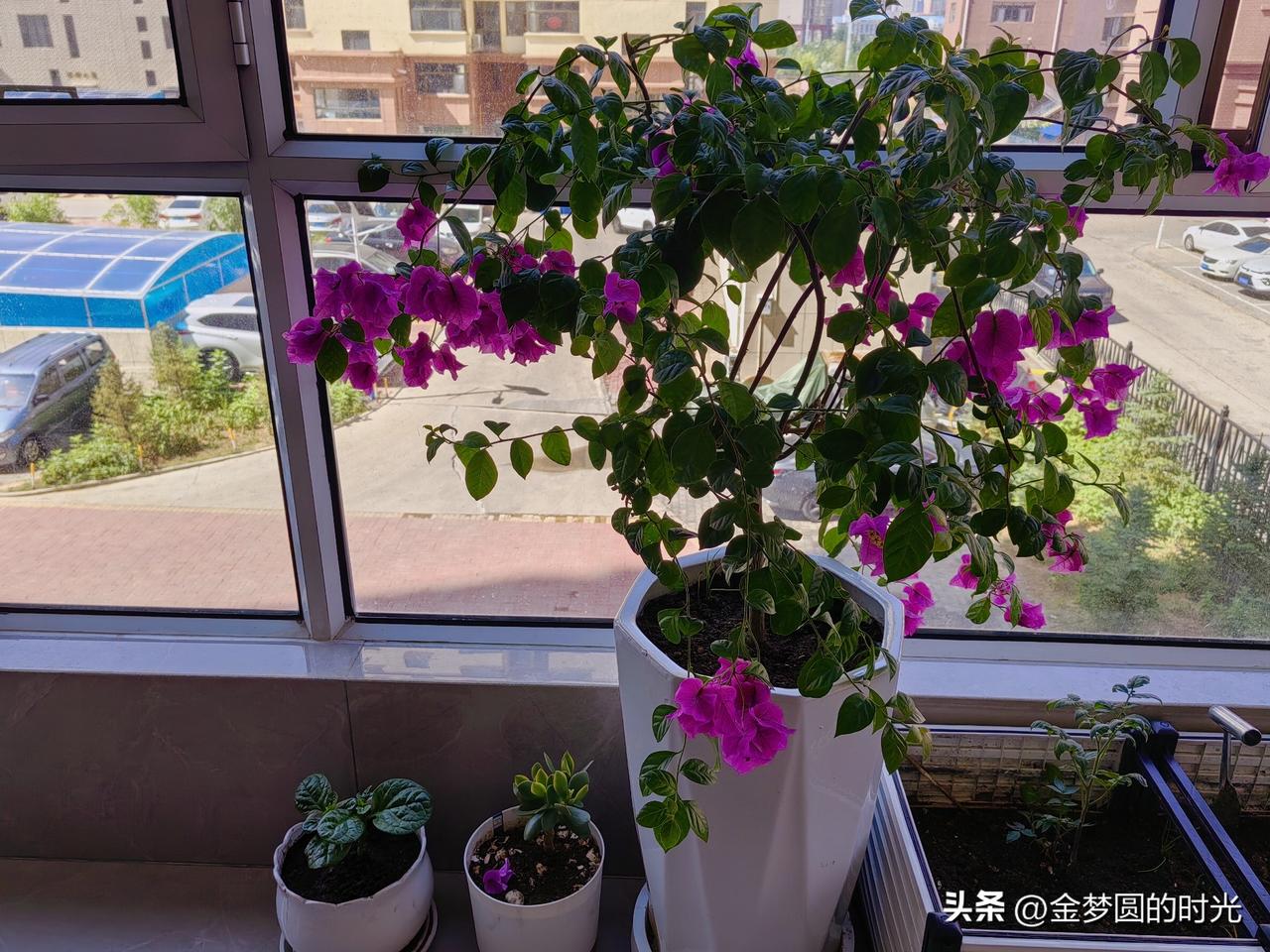 鲜花插在牛粪上！到底是牛粪滋养了鲜花？还是鲜花消耗了牛粪？

这个问题我这几天一