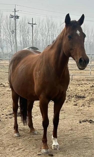 中国每年有470万匹马被屠宰，可是在国内几乎看不到有人吃马肉，这些马肉都去哪了？